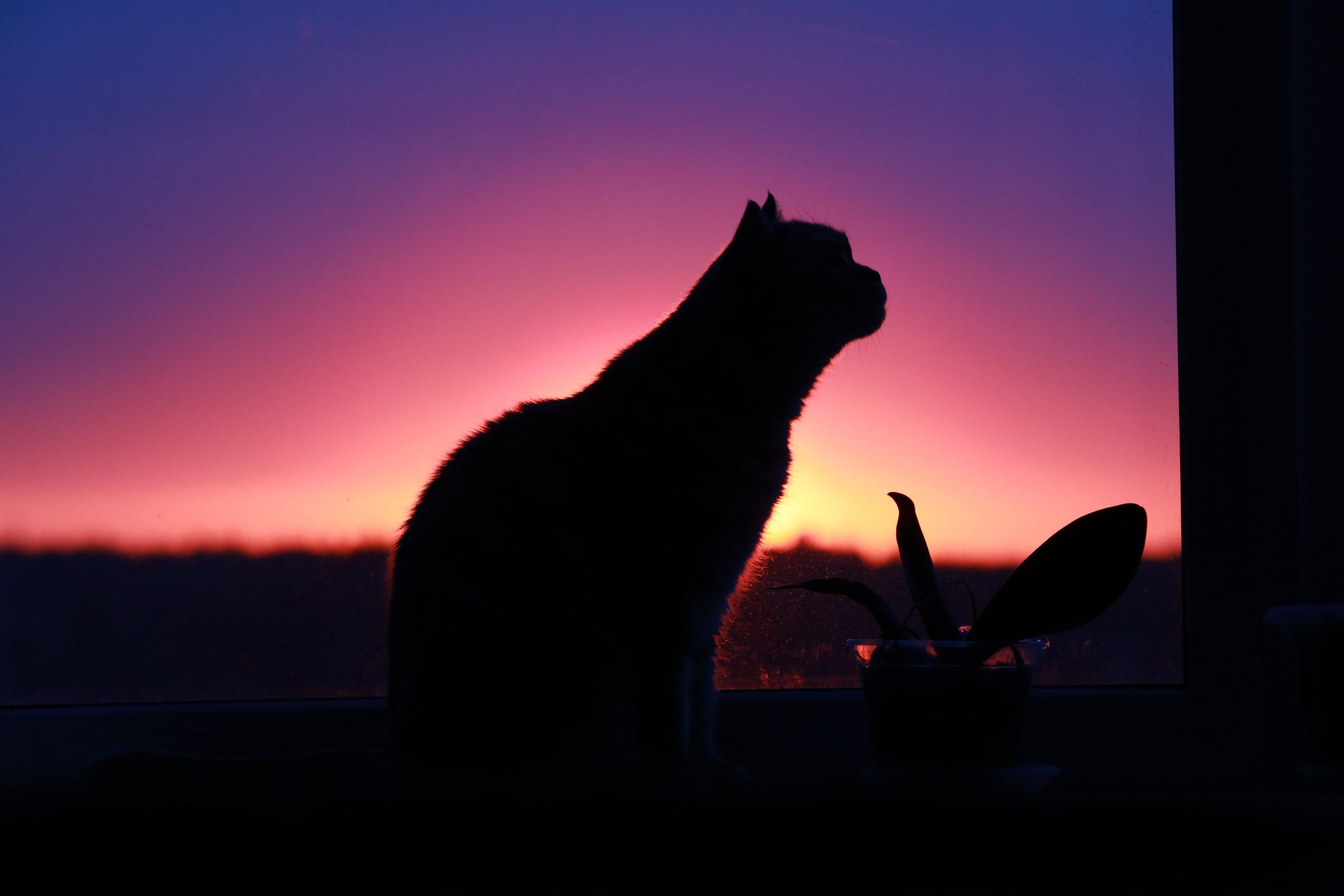 Четвероногие друзья. Репортажный, семейный, школьный фотограф в Иванове Инна Крылова