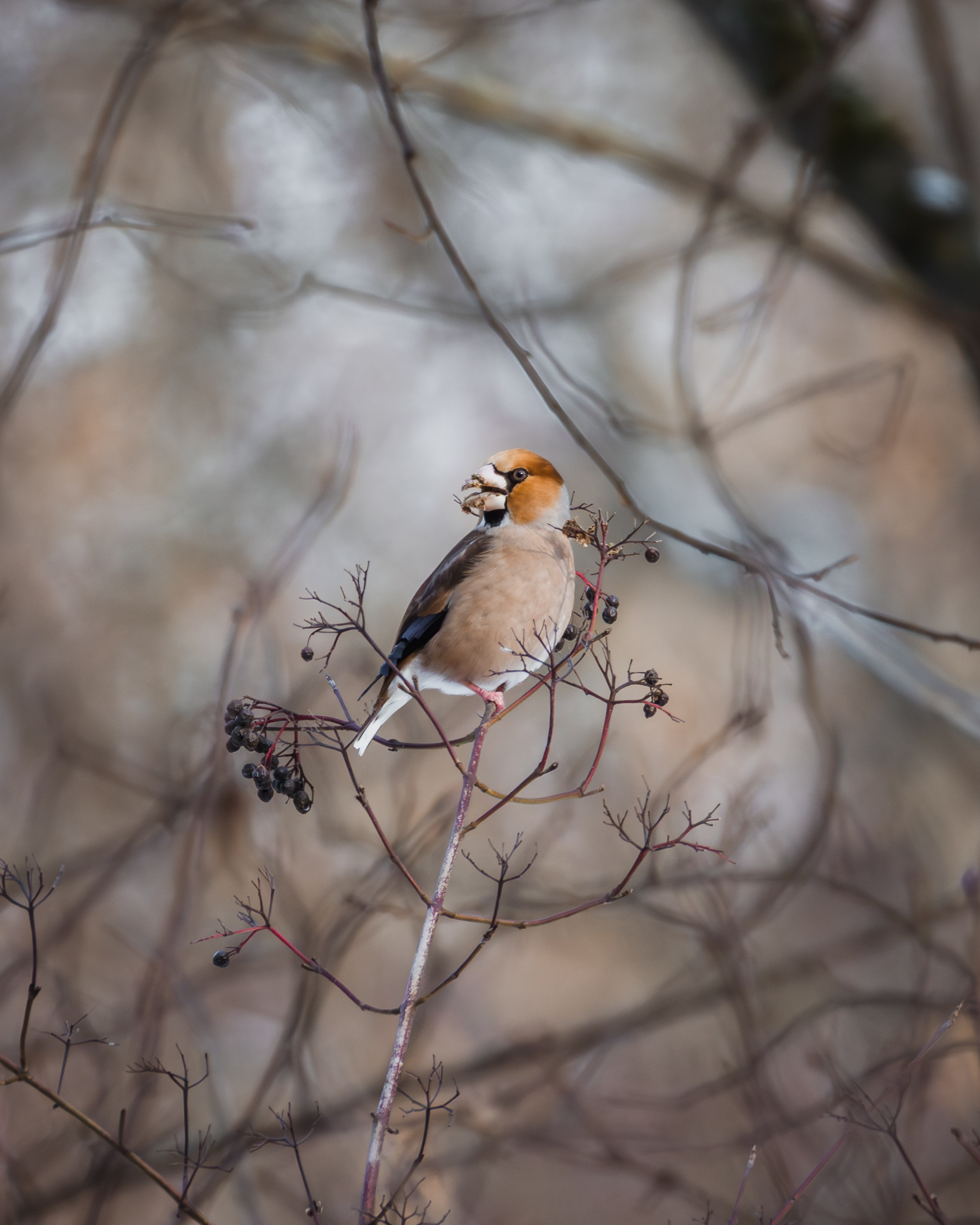 Voronezh 2026. Anton Chernov | Wildlife photographer