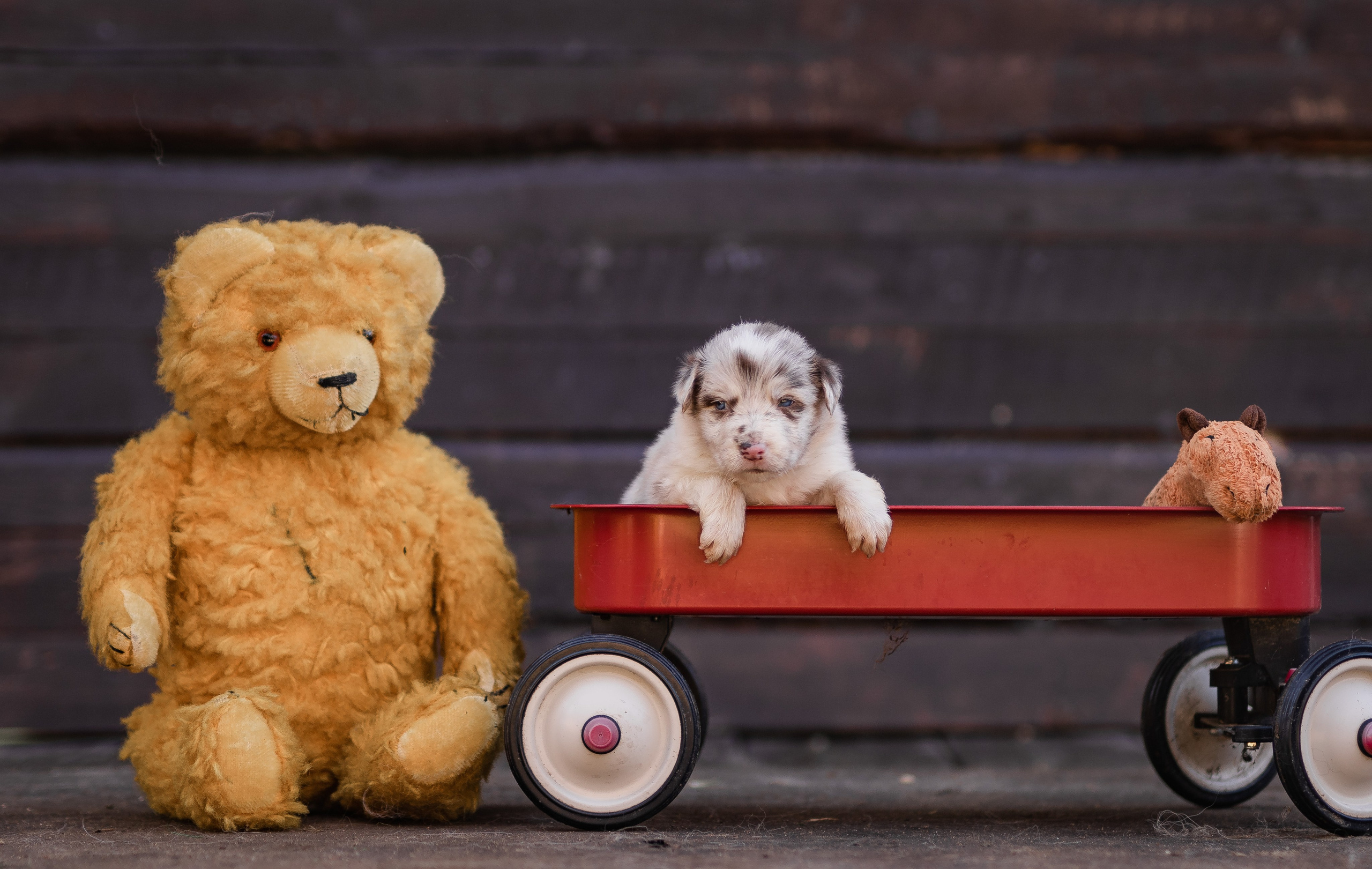Фритсвит. Семейный фотограф Ефремова Виктория