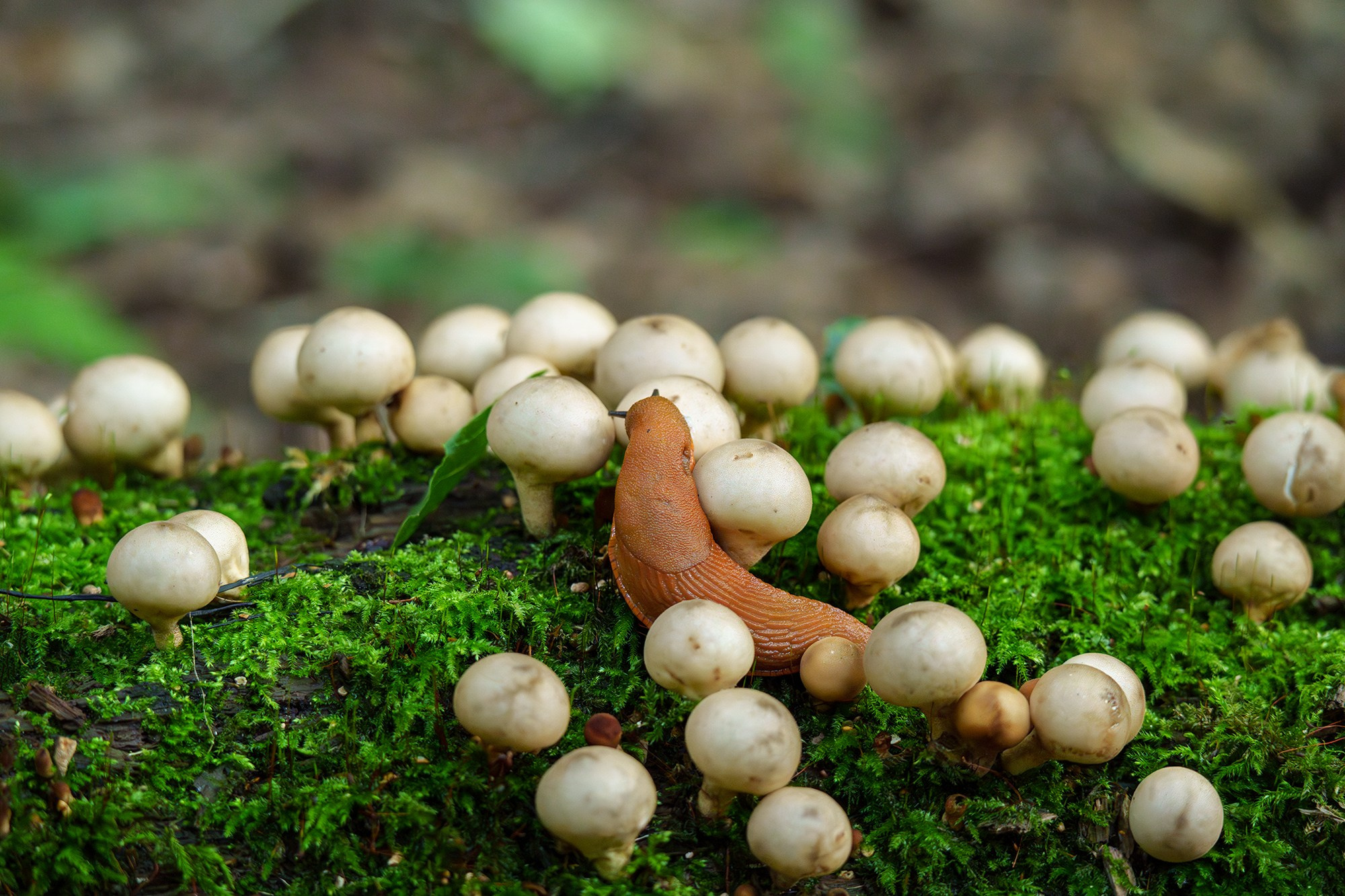 Макросъёмка. Ваш личный фотограф Марина Волкова
