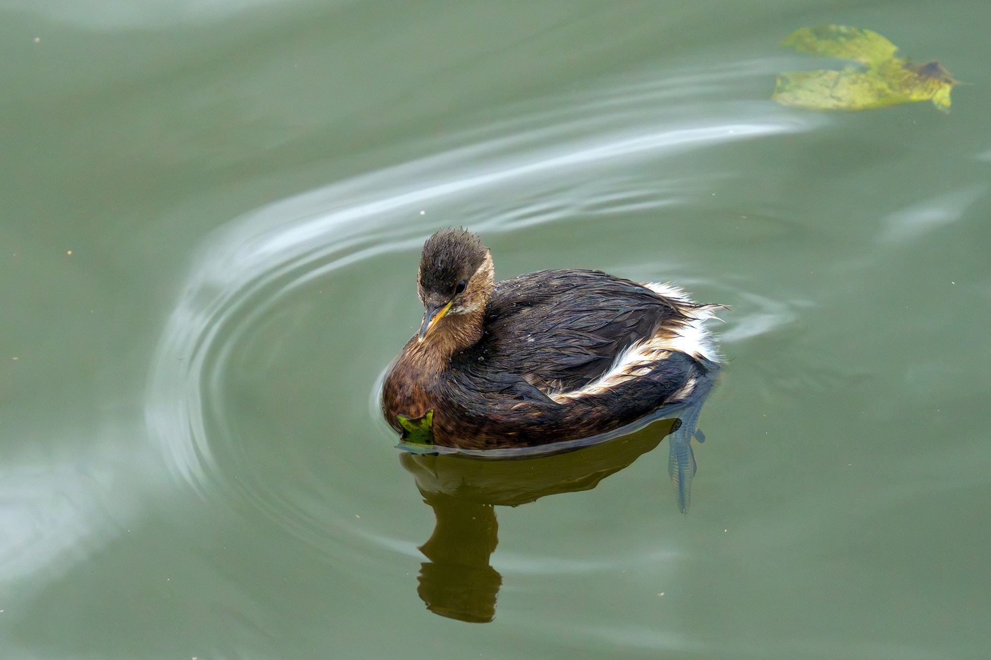 Удивительные мир птиц. Вокруг нас столько прекрасного — присмотритесь!. Ваш личный фотограф Марина Волкова
