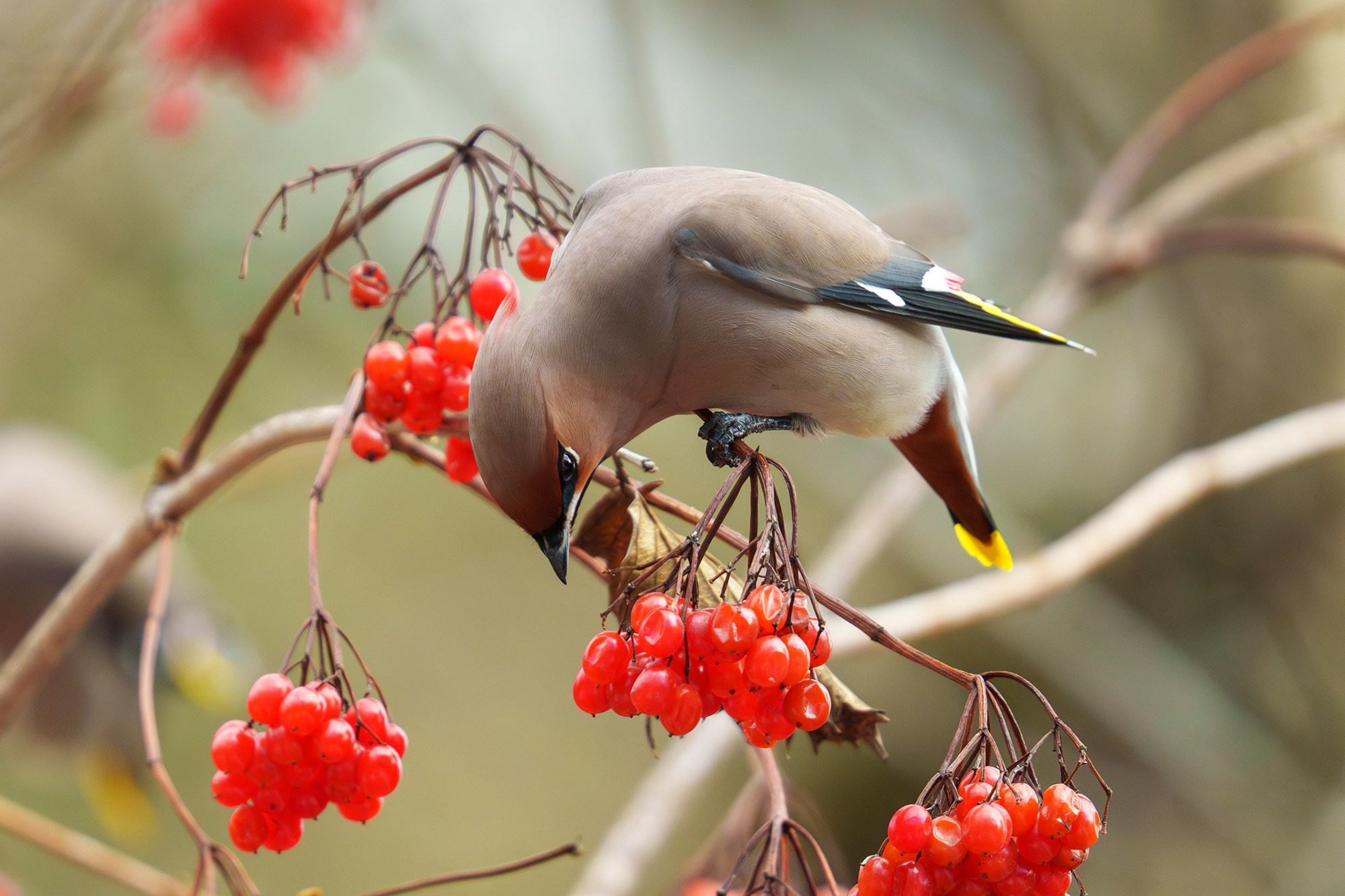Удивительные мир птиц. Вокруг нас столько прекрасного — присмотритесь!. Ваш личный фотограф Марина Волкова