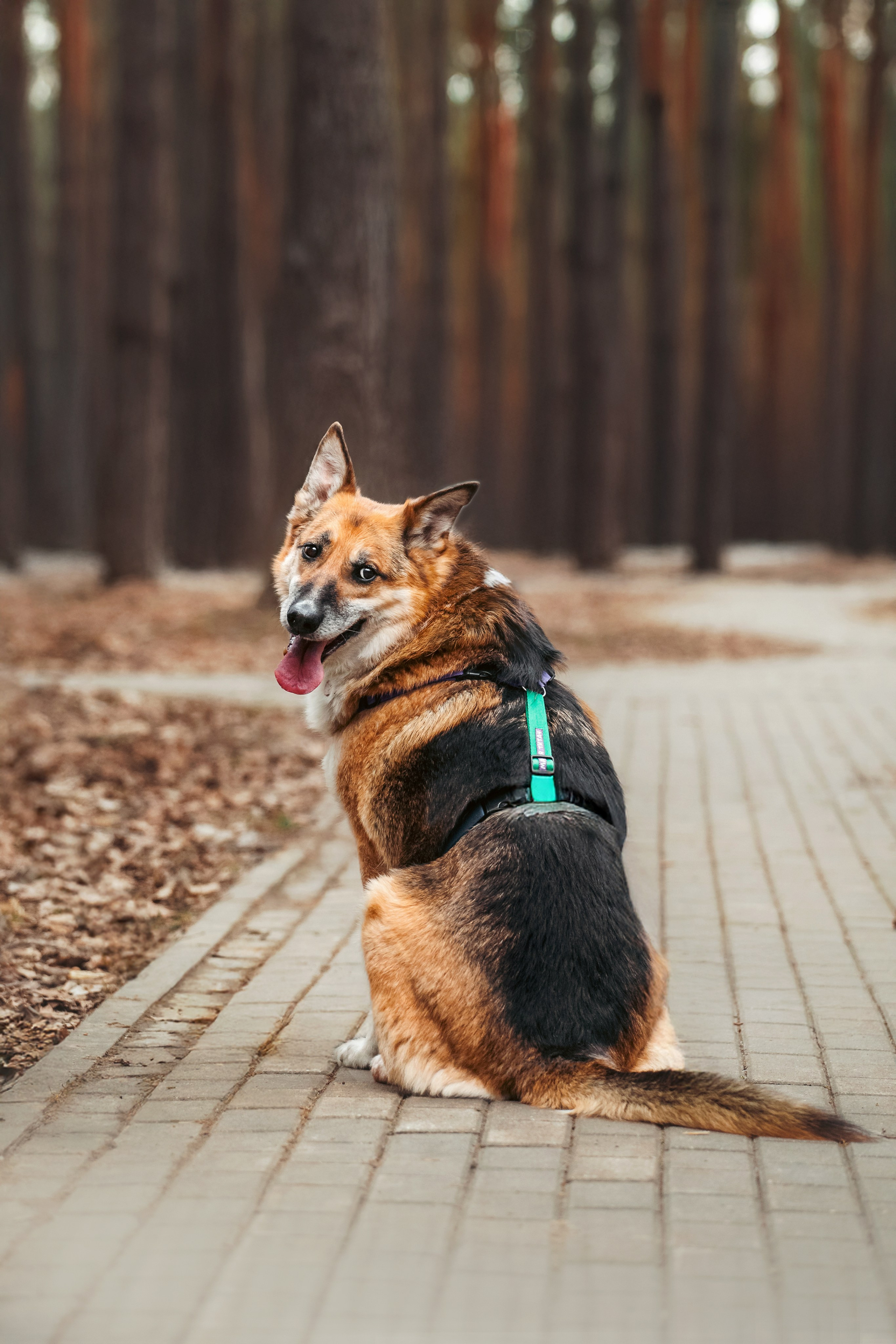 Собаки из приюта Дубовая роща весна 2025. Фотограф-анималист Татьяна Степанова