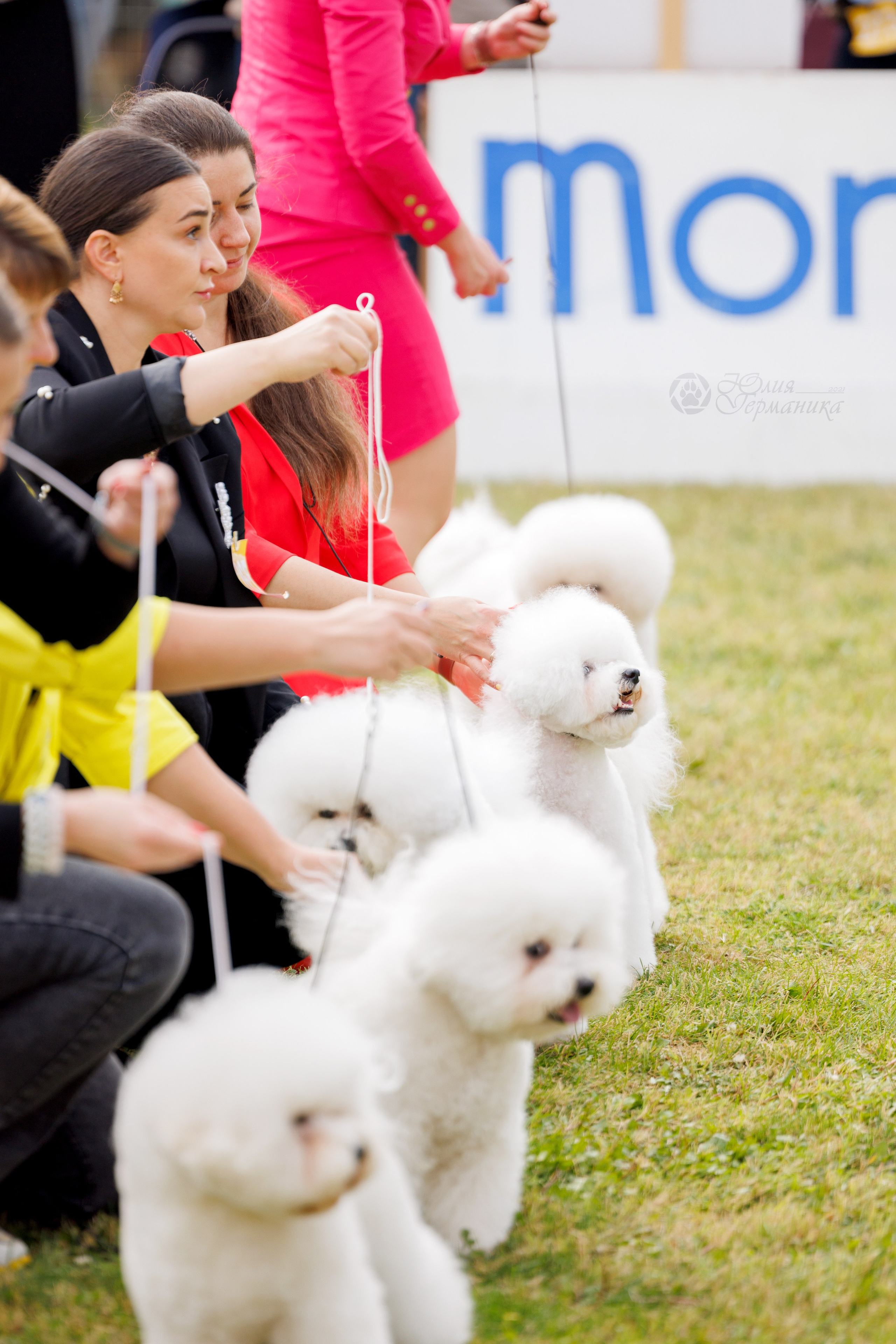 Армения,Ереван 3хCACIB 15-17.10.2024. Фотограф-анималист Юлия Германика
