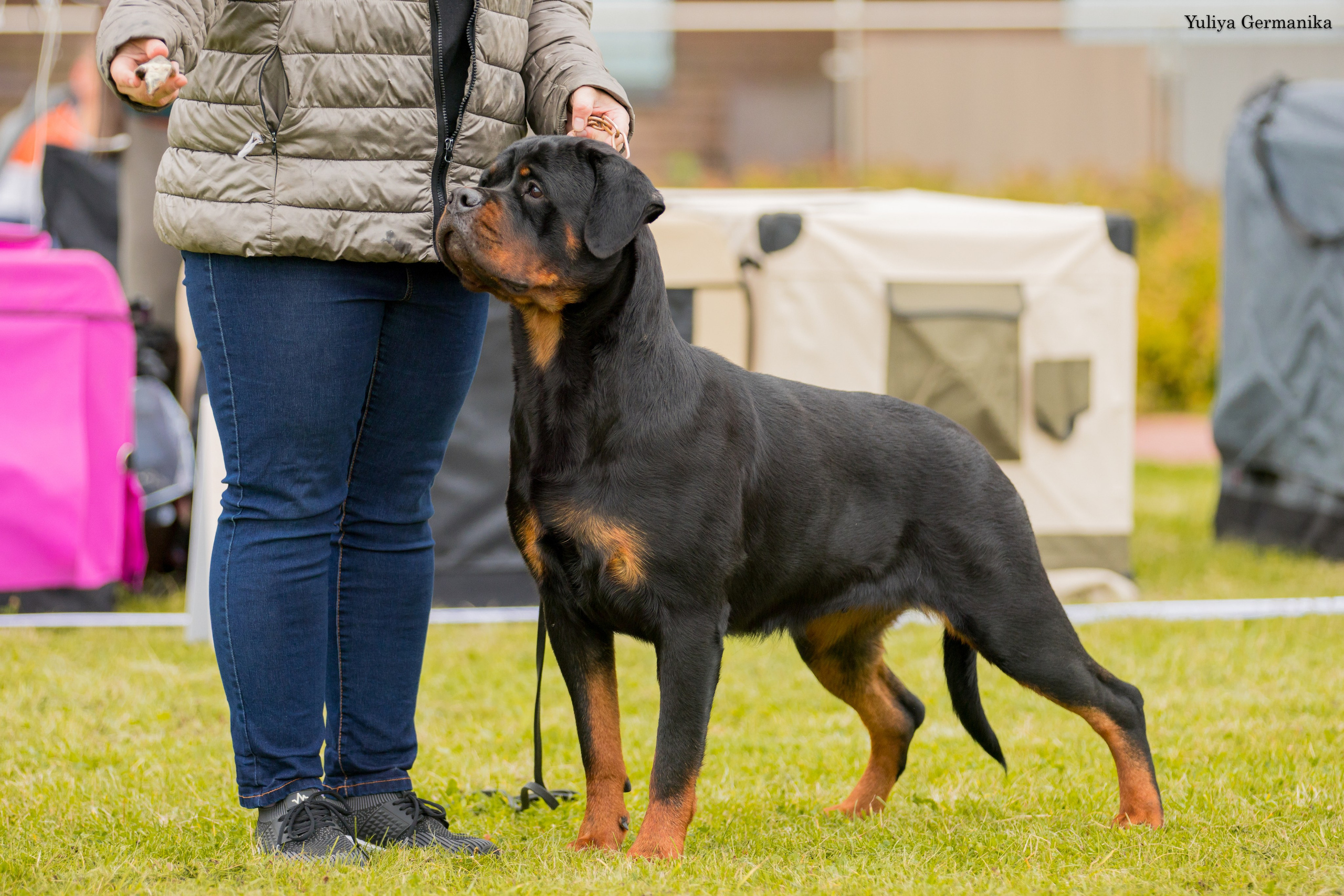 Переславль 9-10.09.2023. Фотограф-анималист Юлия Германика