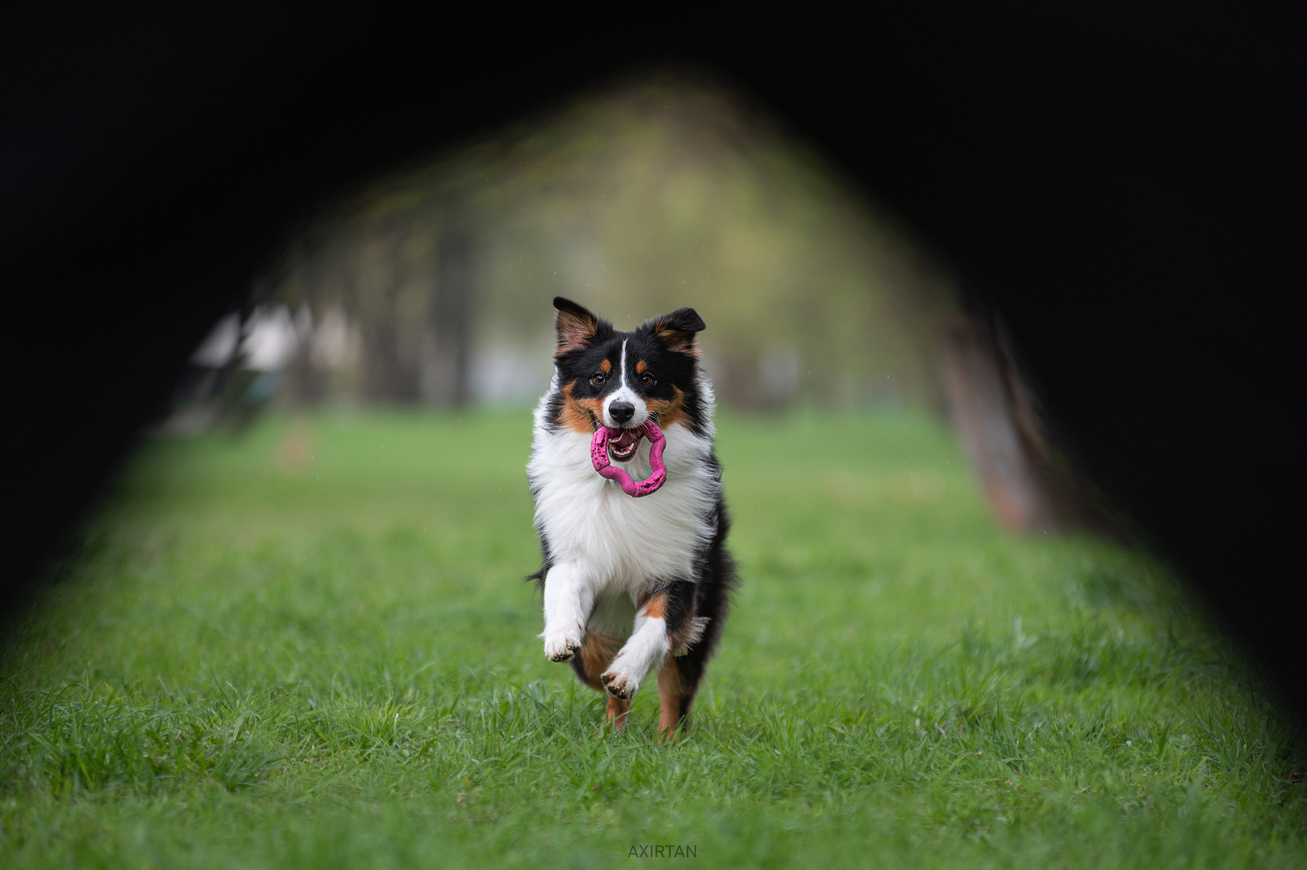 Рем. BLGKV питомник собак