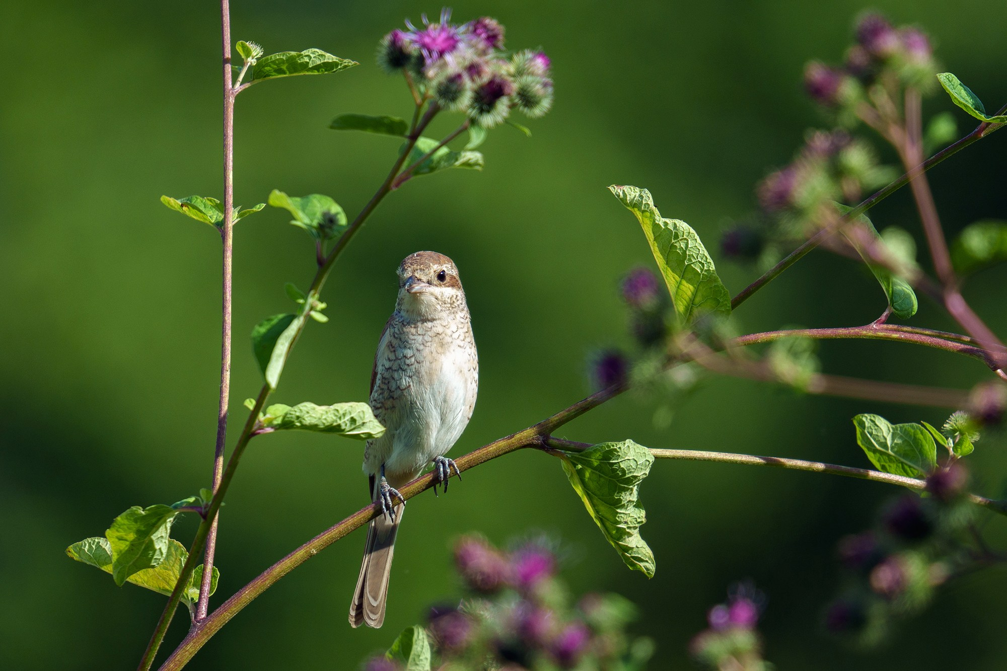 Удивительные мир птиц. Вокруг нас столько прекрасного — присмотритесь!. Ваш личный фотограф Марина Волкова