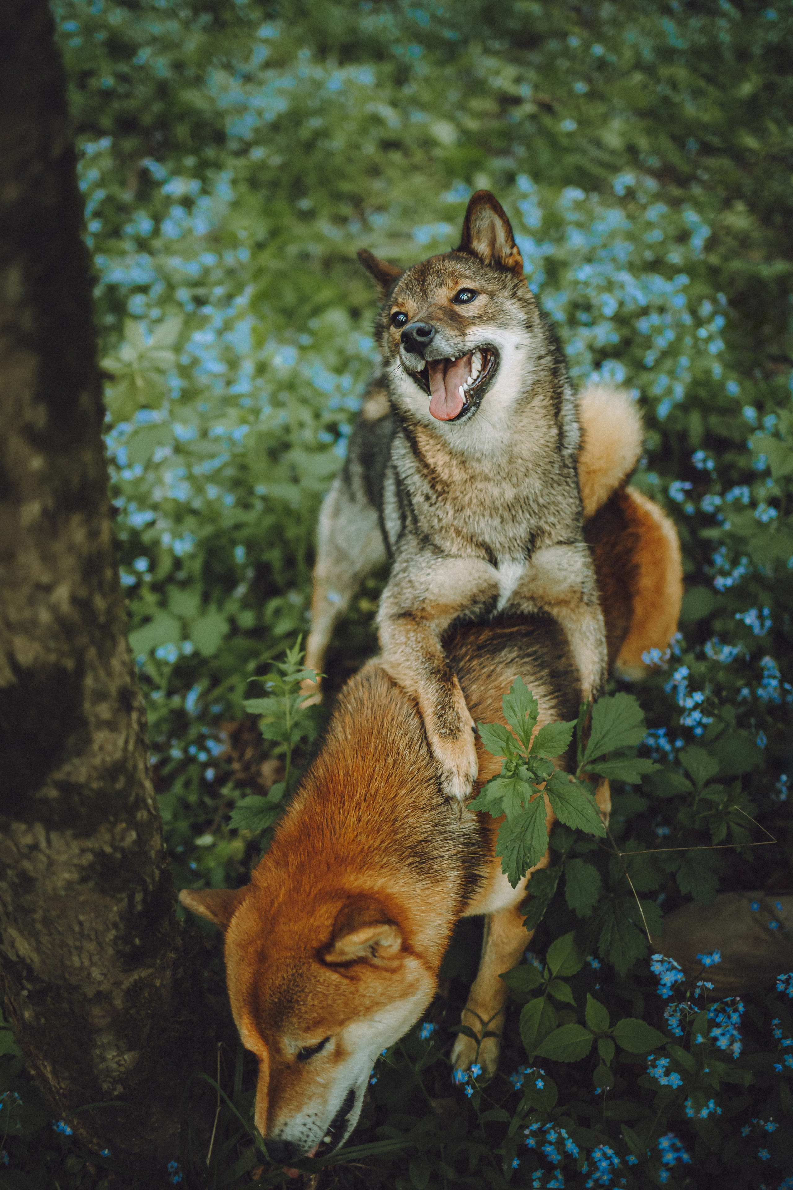 Шед, Цири, Чиби, Цера и их семья