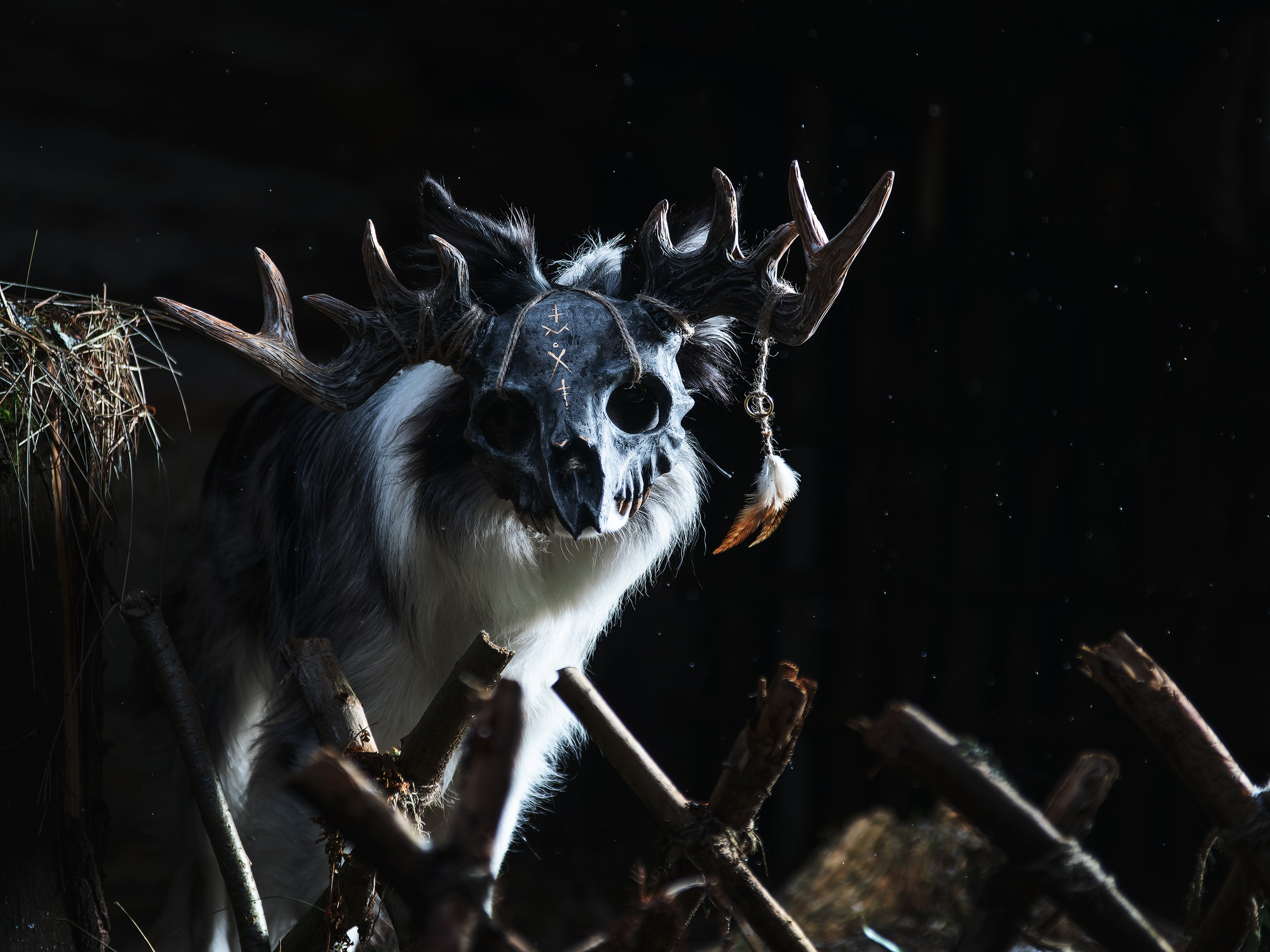 Хэллуин. Фотограф анималист Никита Натальный