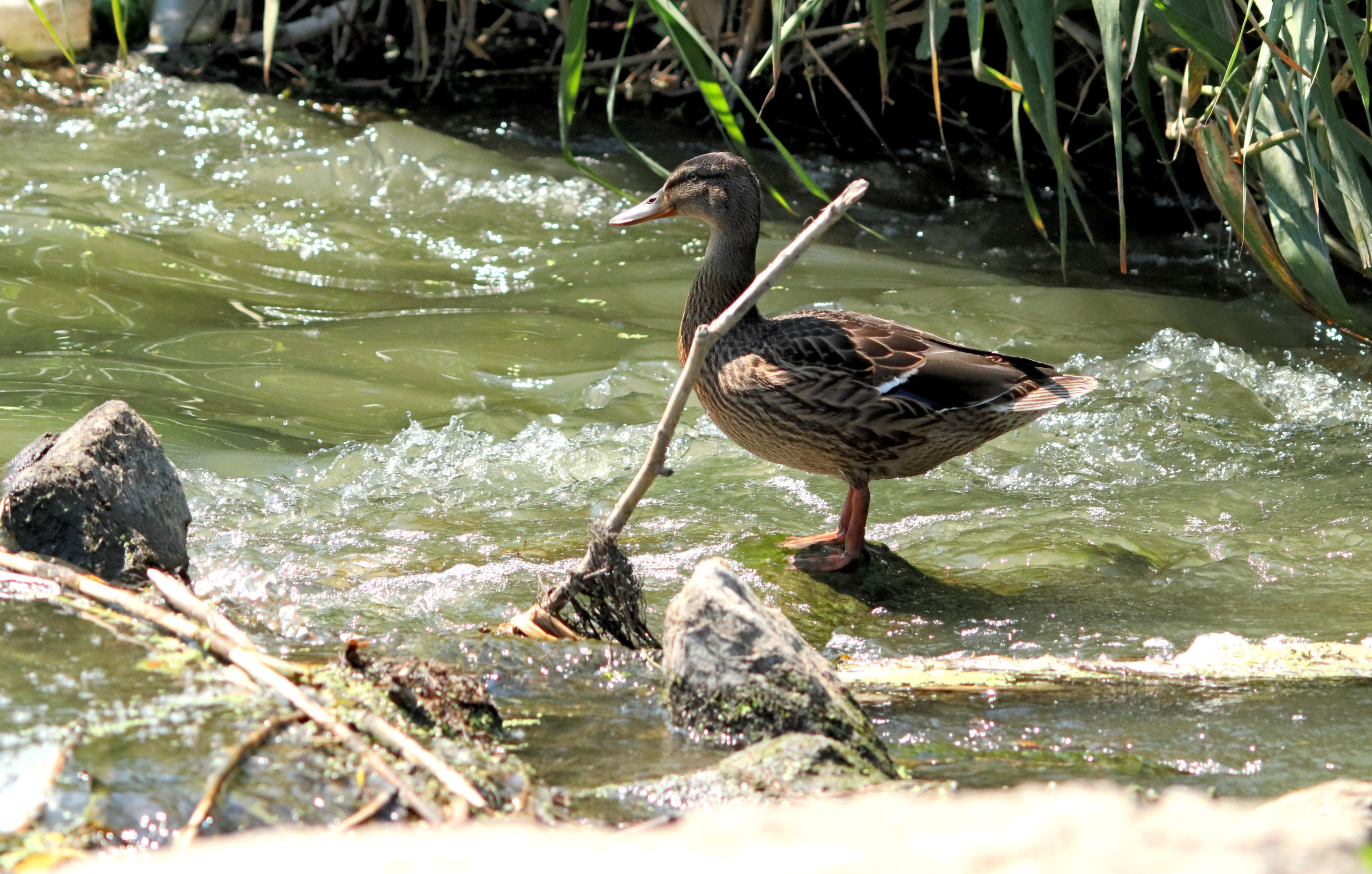 Птицы и животные южного региона. Фото-художник и Репортажный фотограф Николаев Александр Алексеевич