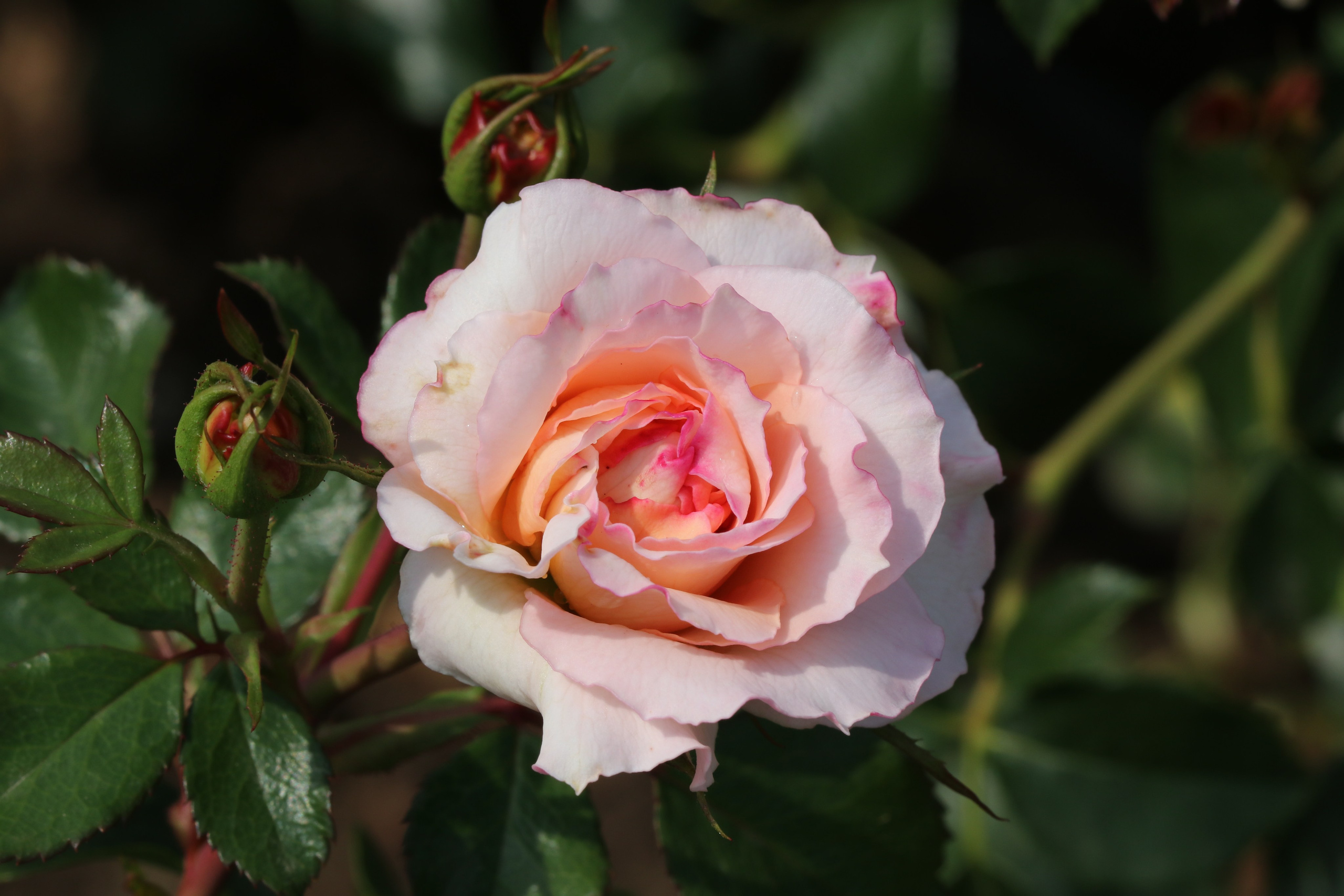 Долина роз в Кисловодске. Фото-художник и Репортажный фотограф Николаев Александр Алексеевич