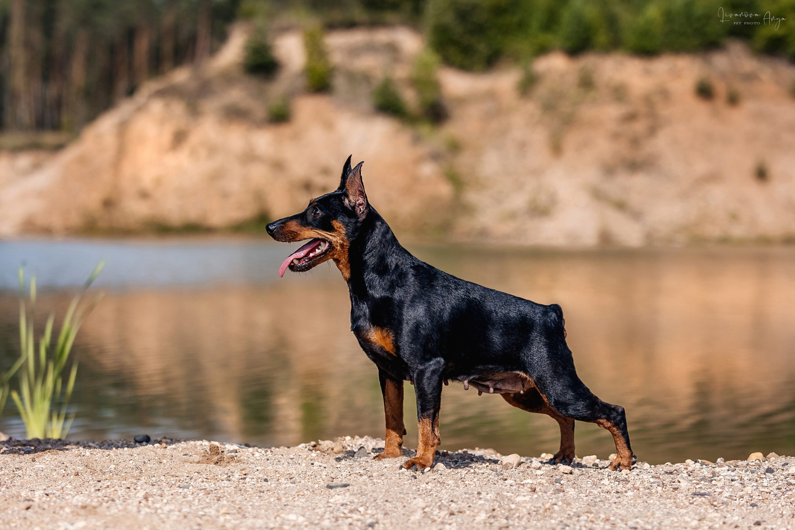 Троицкий карьер. Фотограф анималист Аня Ливанова | Рыбинск