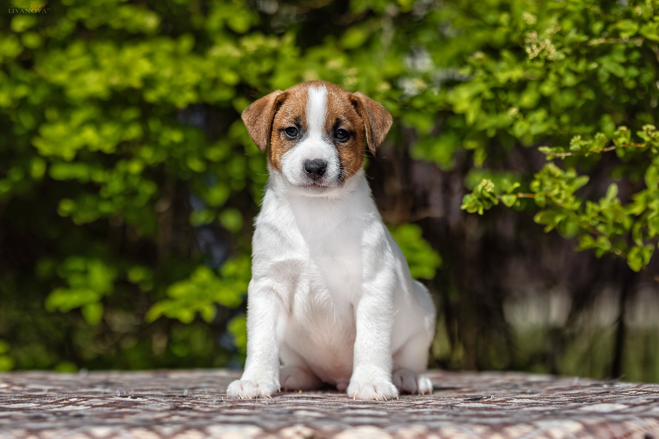 ДРТ. Фотограф анималист Аня Ливанова | Рыбинск