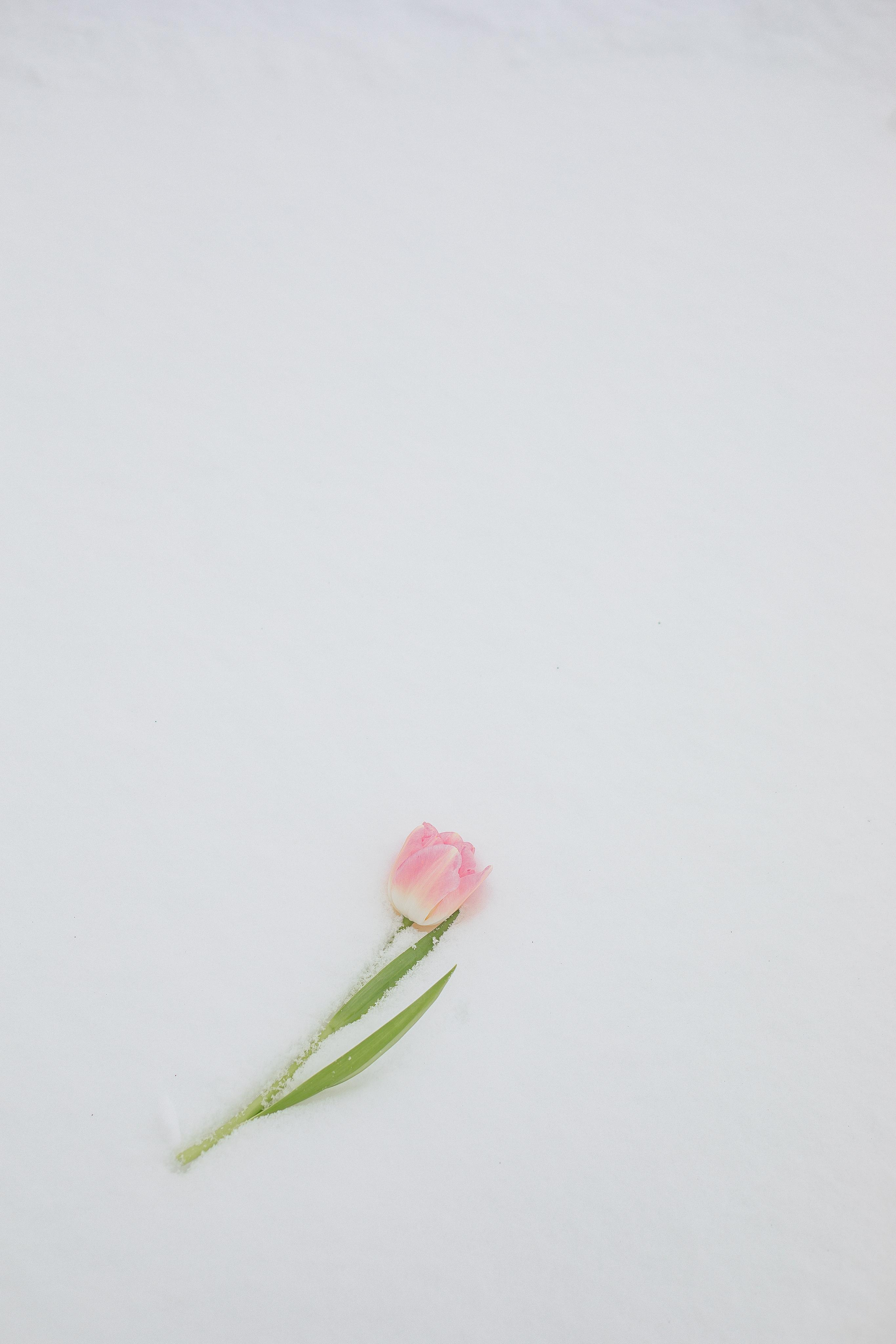 Весной расцветают сердца. Семейный фотограф в Санкт-Петербурге Ева Маркова