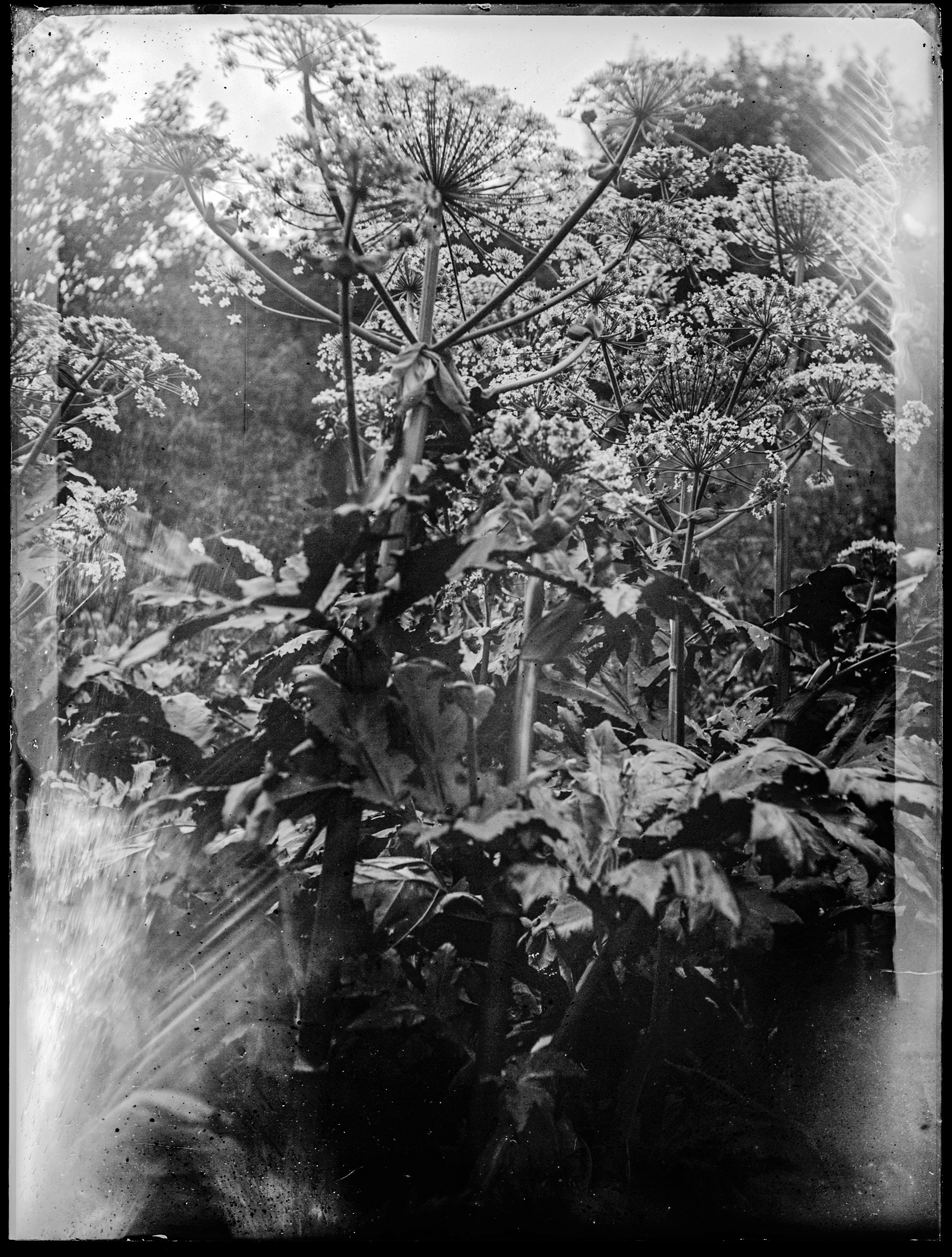 Glass plates. Darkroom aesthetics
