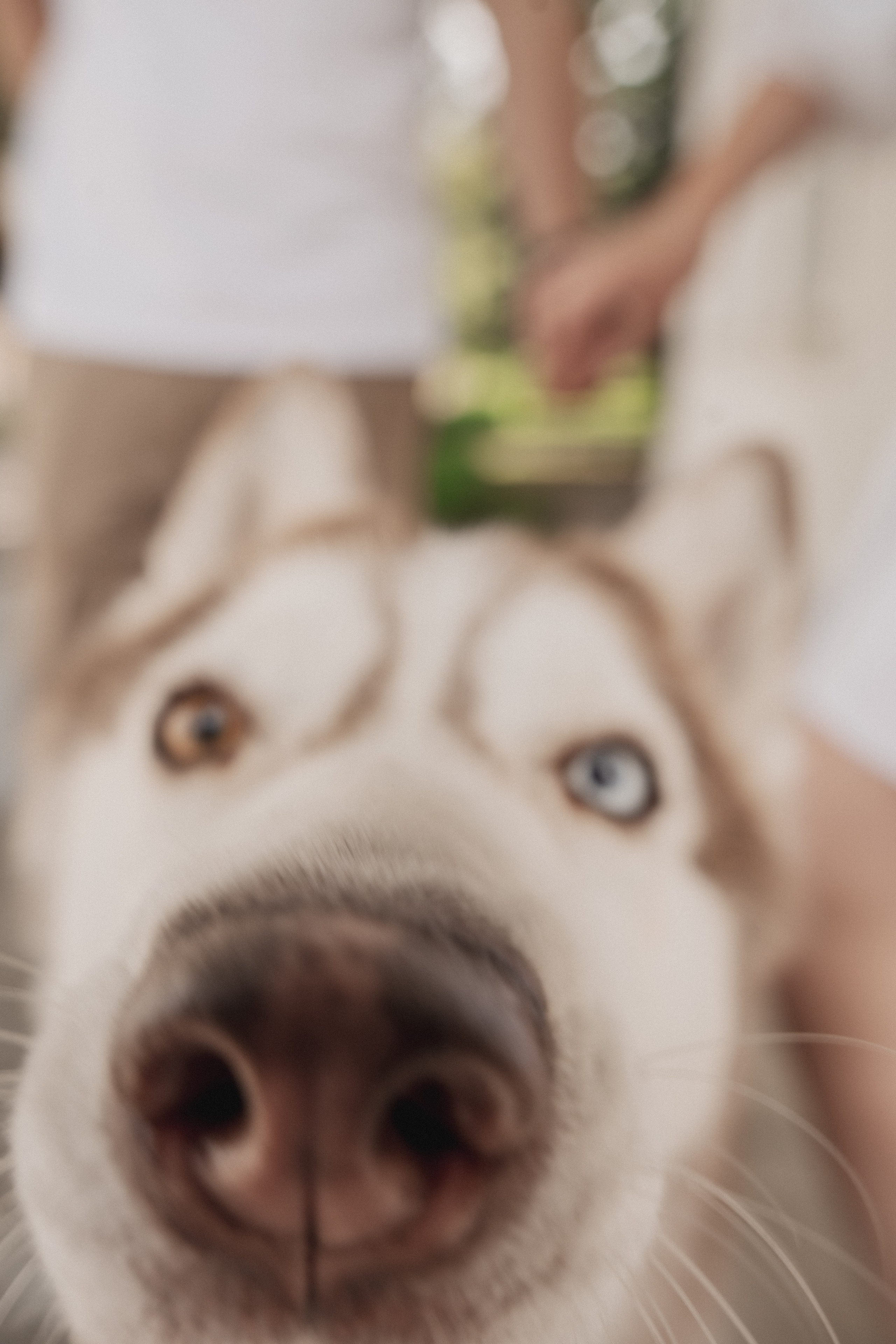 Дарья ♡ Максим ✧ Чоки — История любви, когда в семье есть хаски. Свадебный и портретный фотограф в Москве, Светлана Янковая