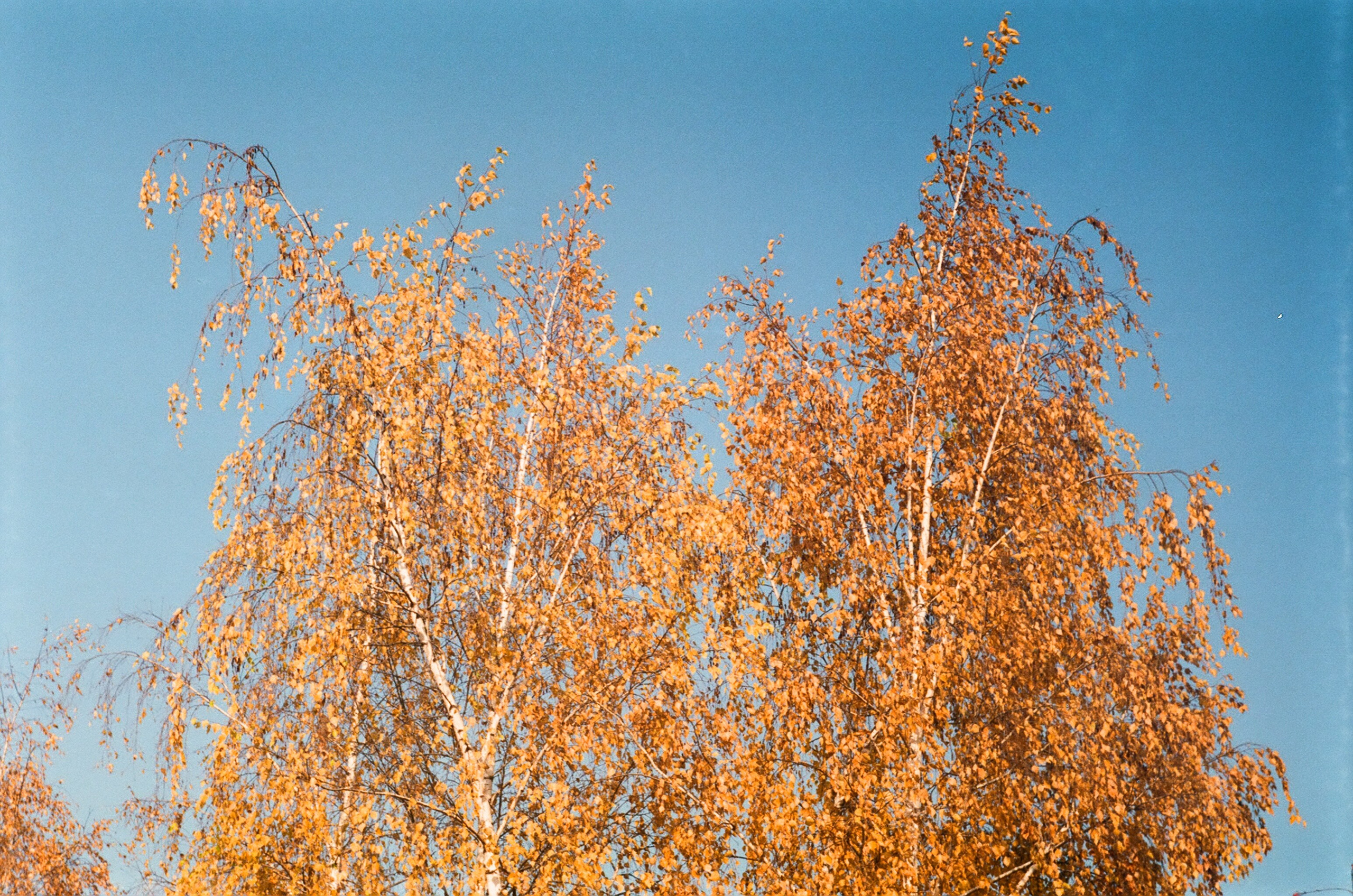 Пленка. Фотограф в Москве Наталья Новикова