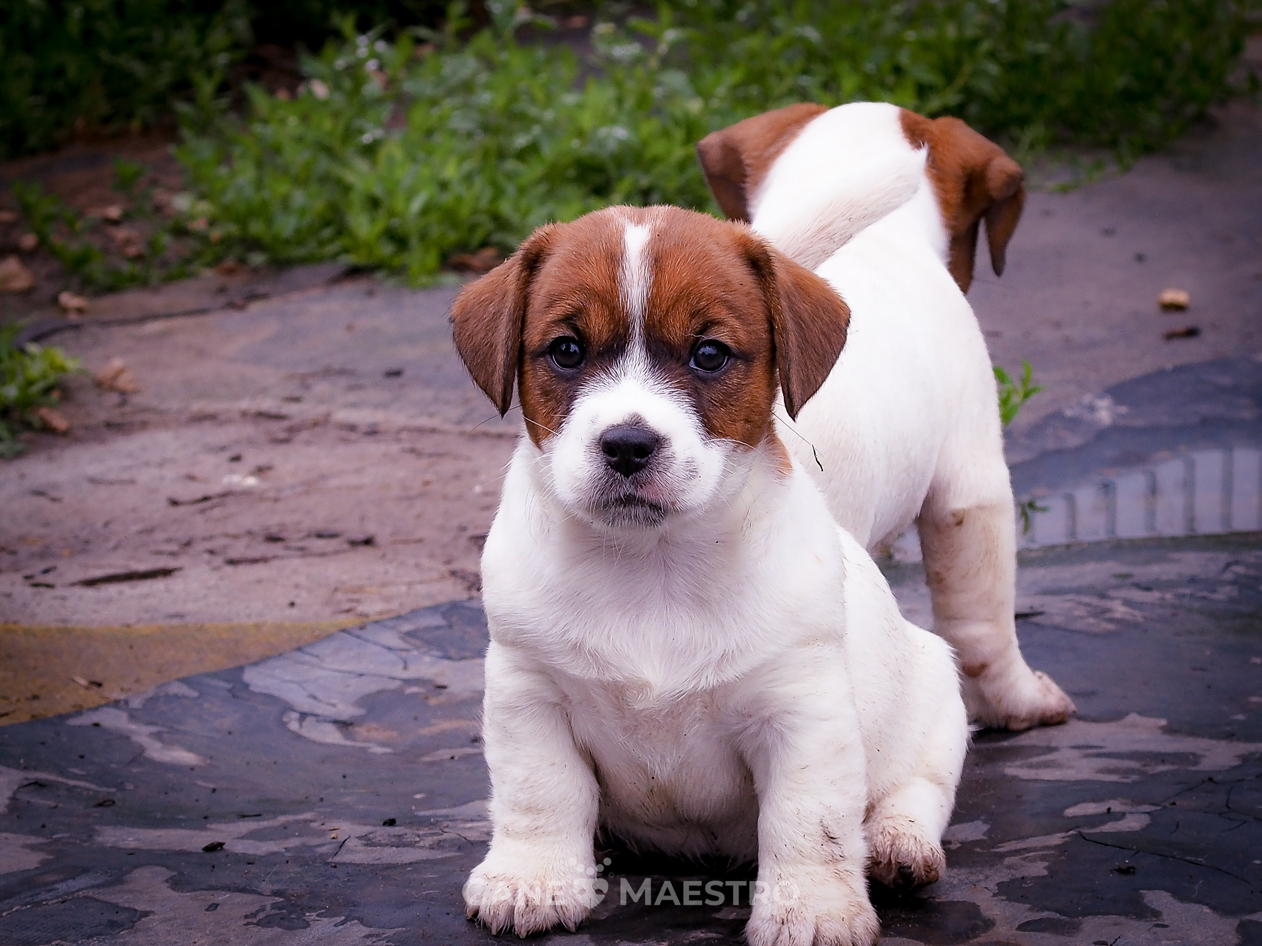 Ш_FEMALE_SHIZGARA. CANE MAESTRO — kennel Jack Russell Terrier