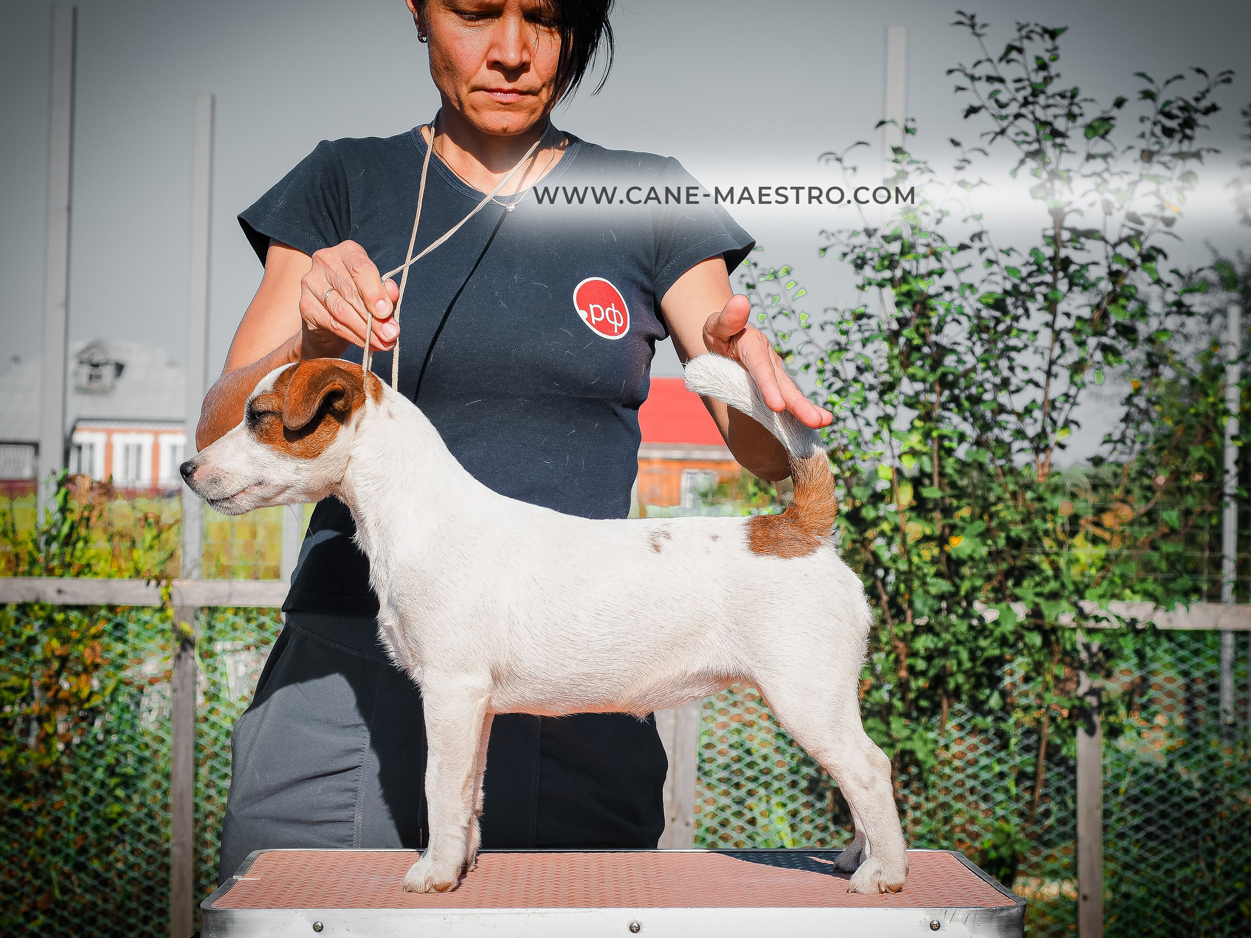 Щенок Джек-рассел-терьер. КМ ФЕРИТЕЙЛ. Гладкий джек рассел. Девочка№1. КАНЕ МАЭСТРО — питомник Джек рассел терьеров