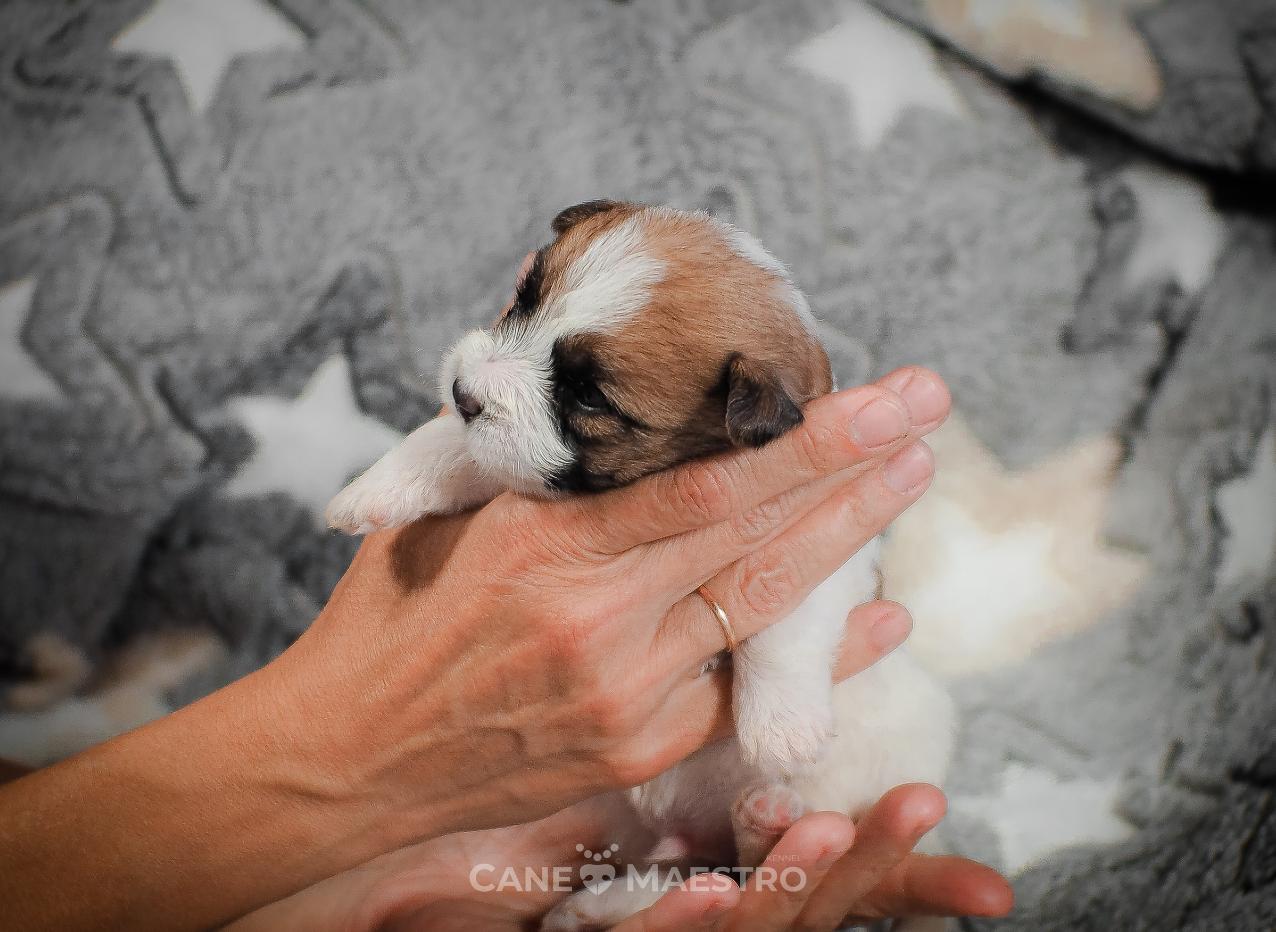 КобельZ1_ДРТ_брыж_27_08_25. CANE MAESTRO — kennel Jack Russell Terrier