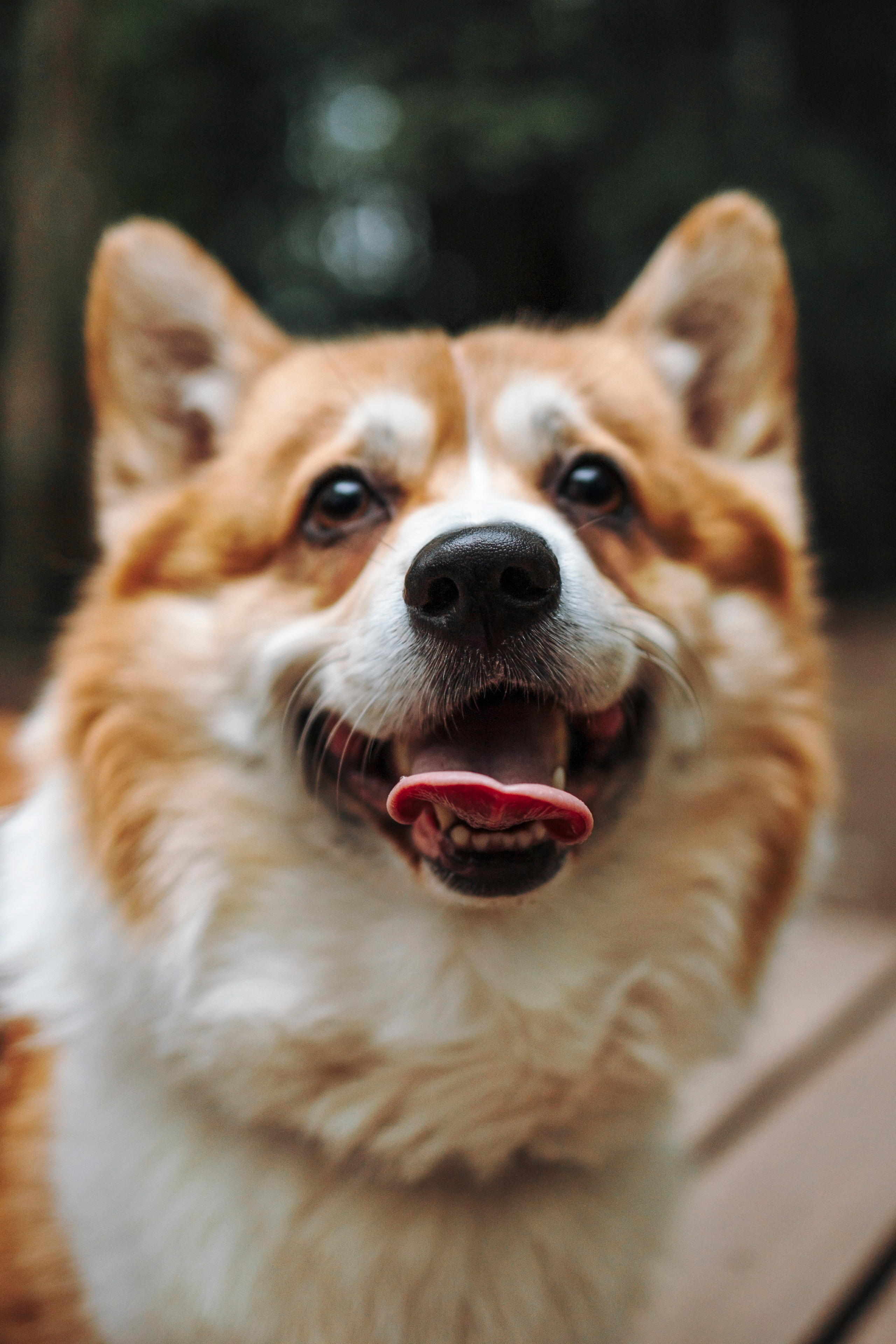 Фотограф-анималист в Санкт-Петеребурге Титова Алиса