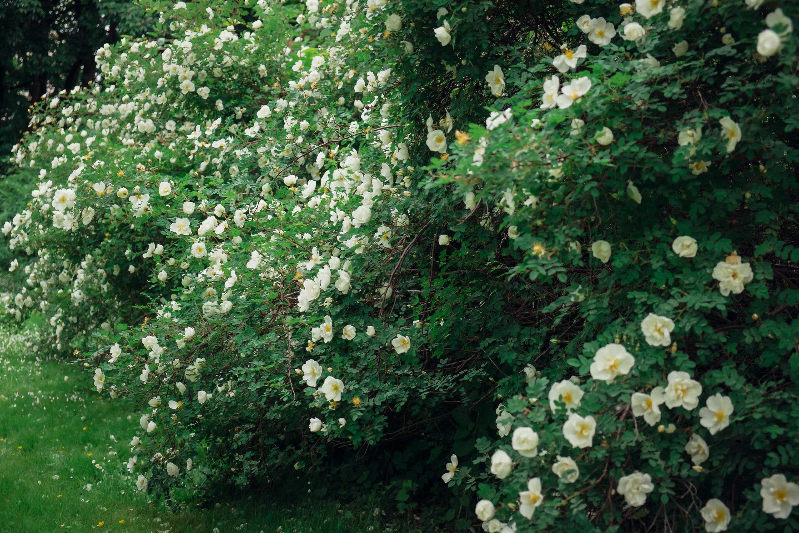 Аптекарский огород. Видеограф и фотограф на свадьбу в Москве