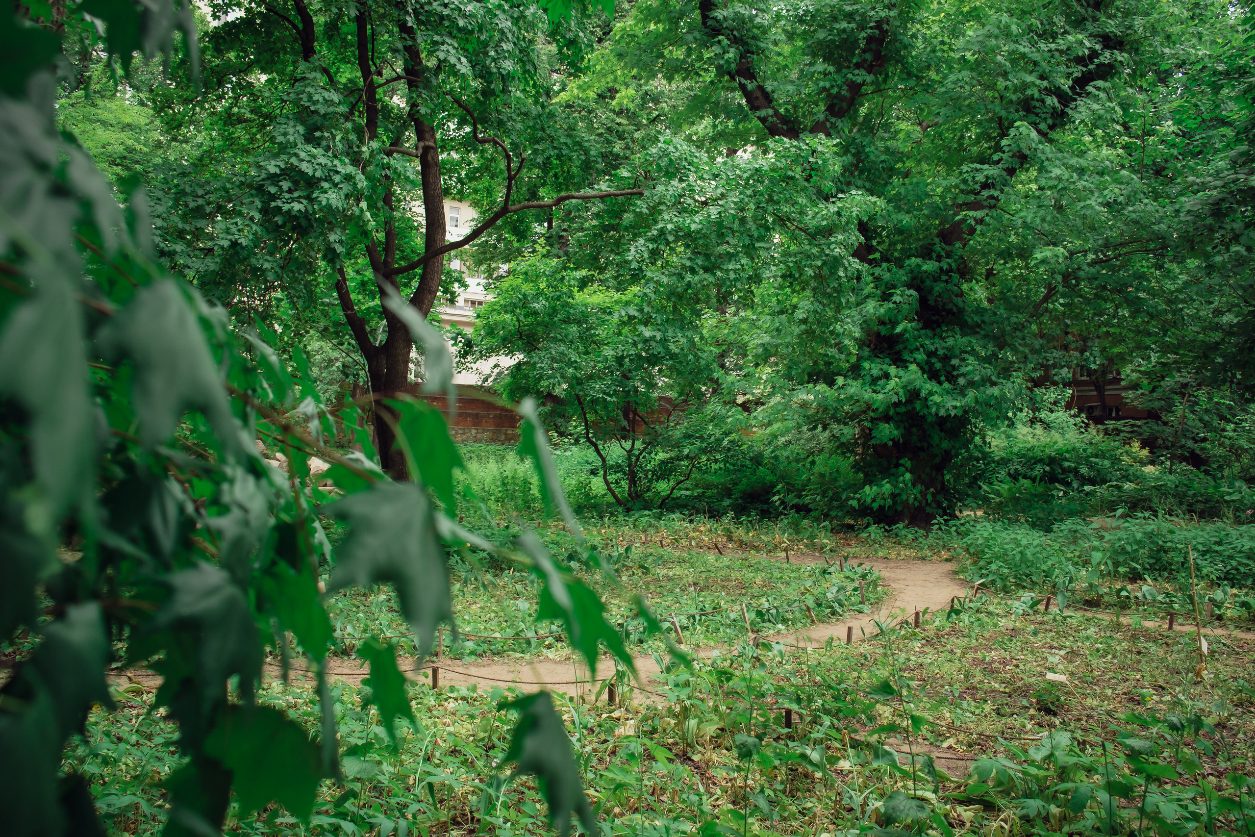 Аптекарский огород. Видеограф и фотограф на свадьбу в Москве
