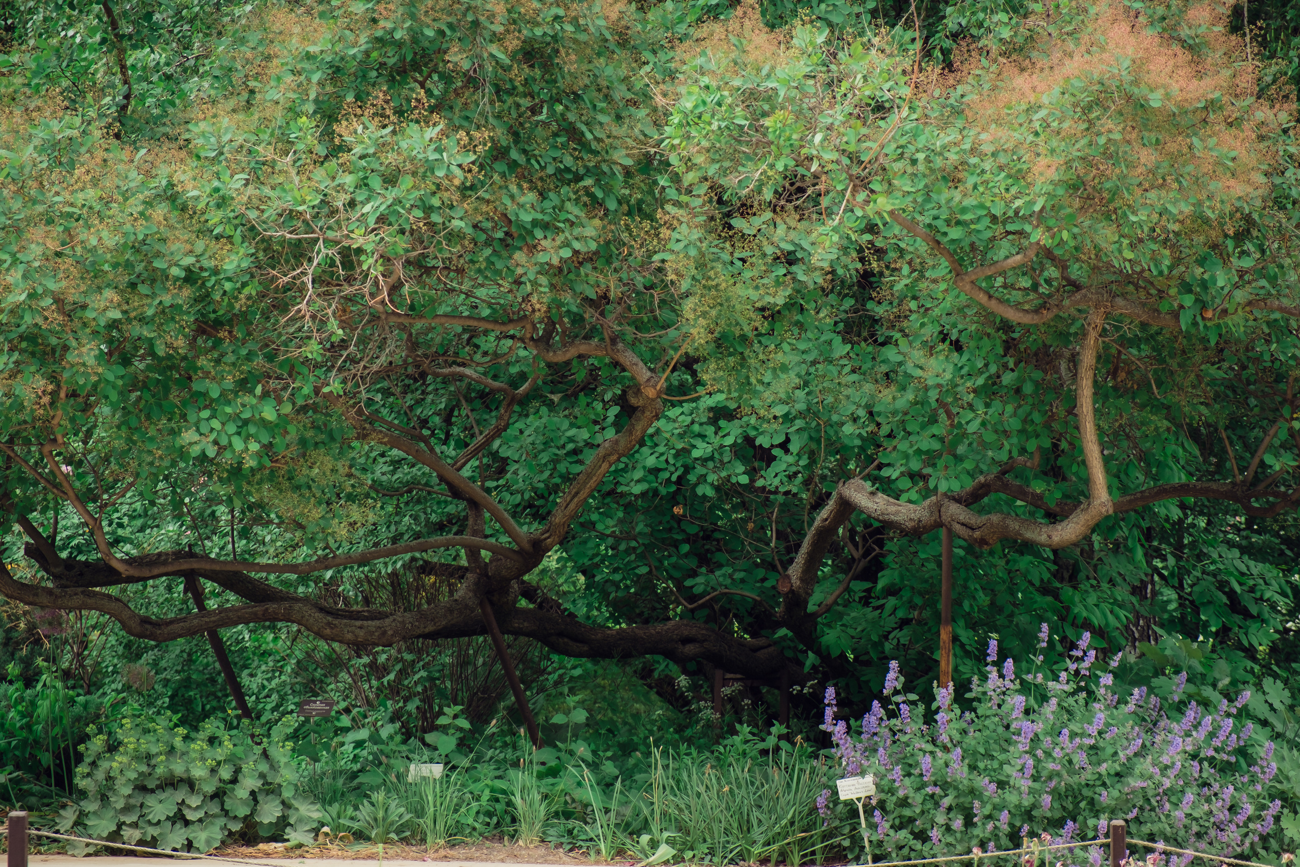 Аптекарский огород. Видеограф и фотограф на свадьбу в Москве