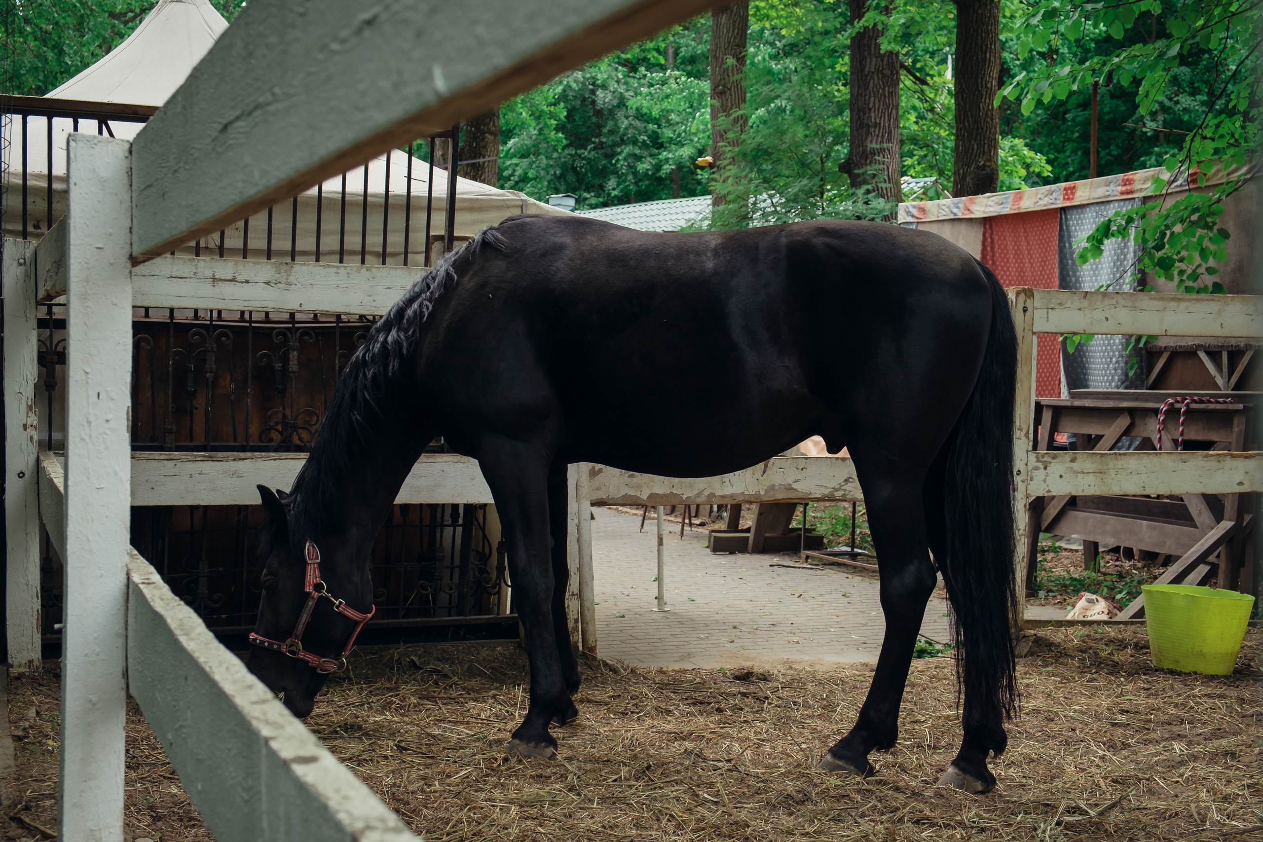 Усадьба останкино. Видеограф и фотограф на свадьбу в Москве