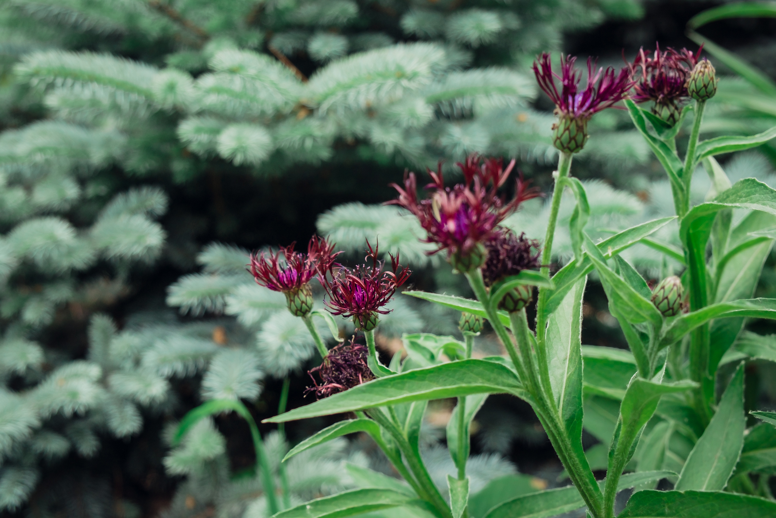 Аптекарский огород. Видеограф и фотограф на свадьбу в Москве