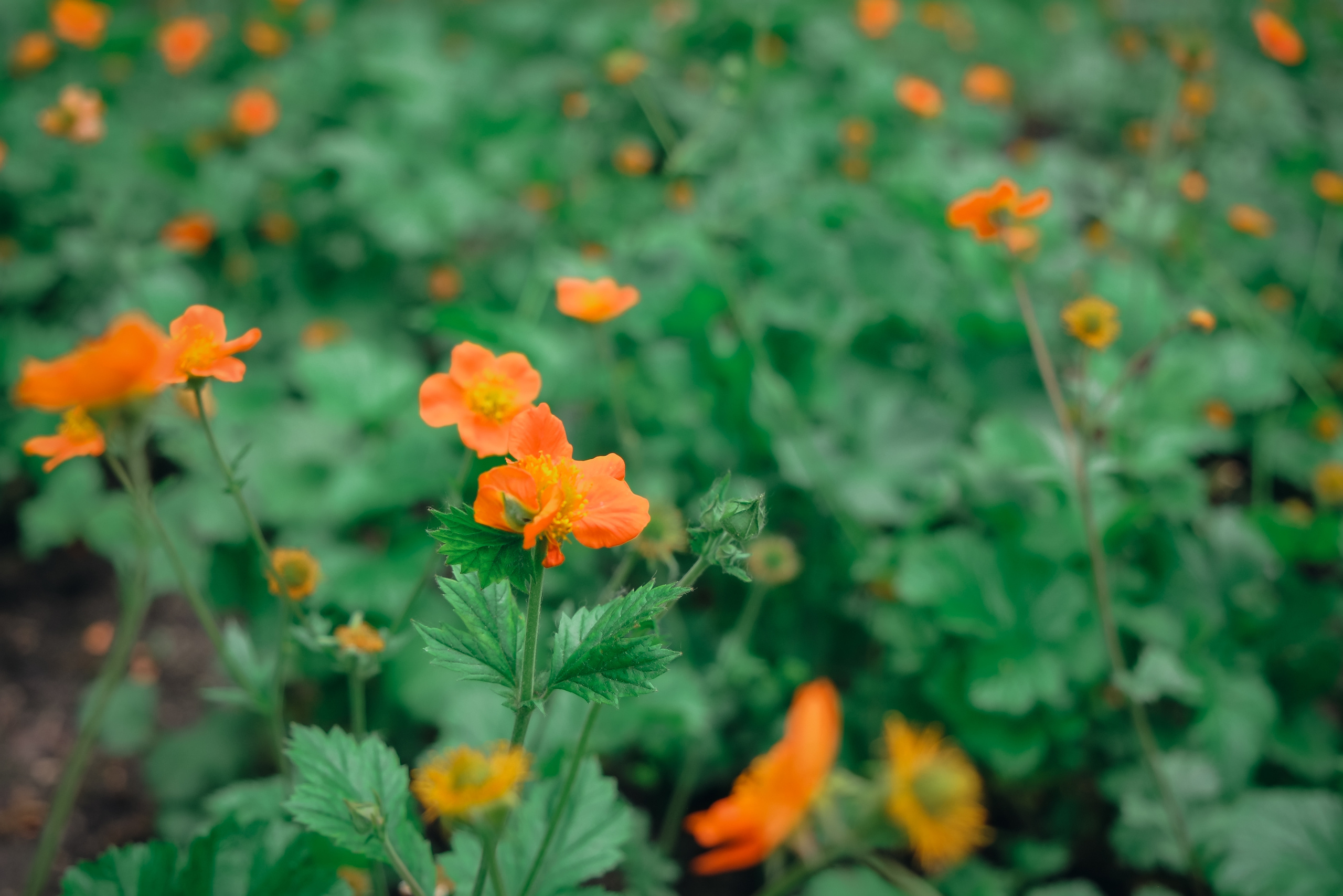 Усадьба останкино. Видеограф и фотограф на свадьбу в Москве