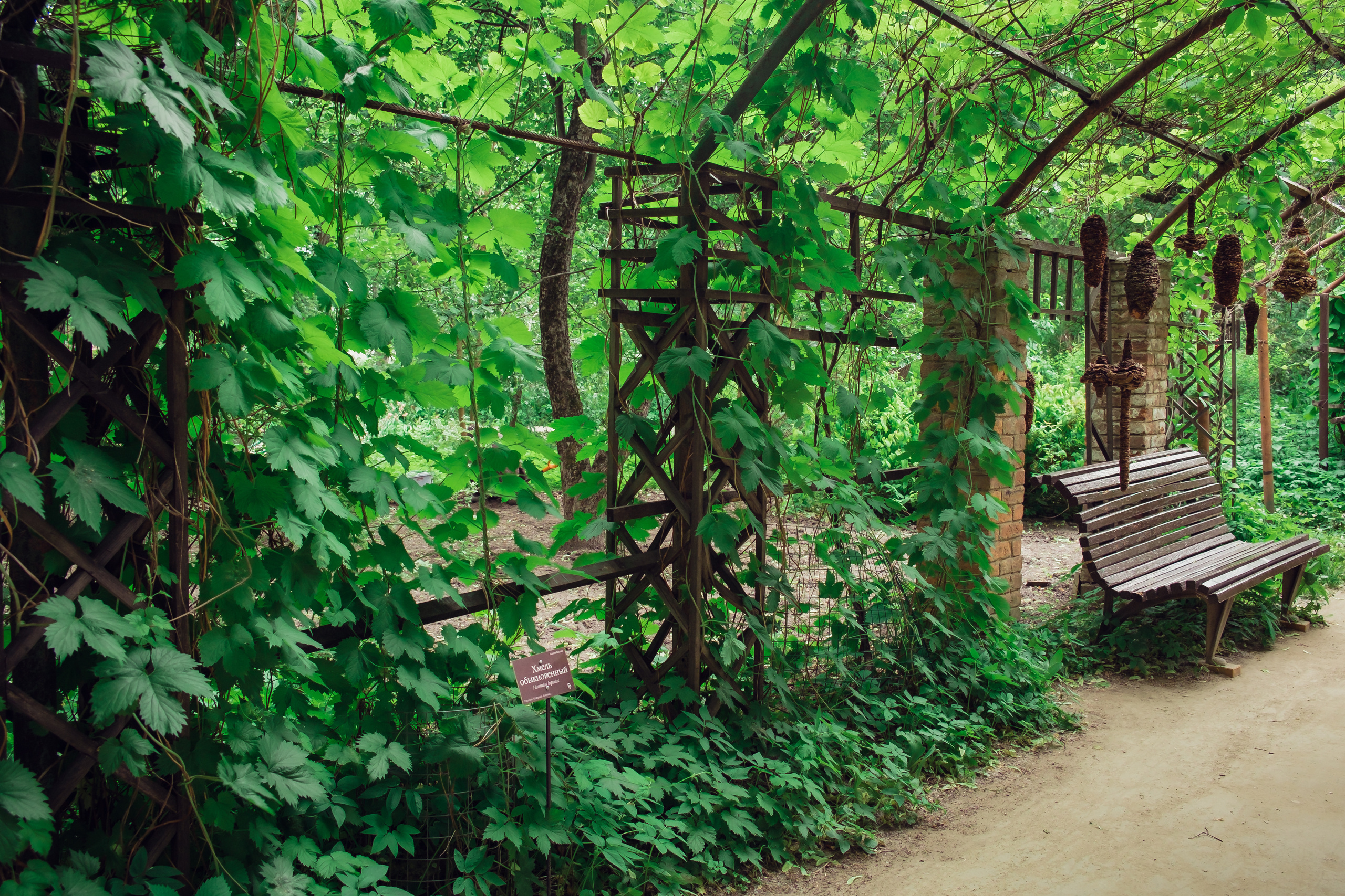 Аптекарский огород. Видеограф и фотограф на свадьбу в Москве