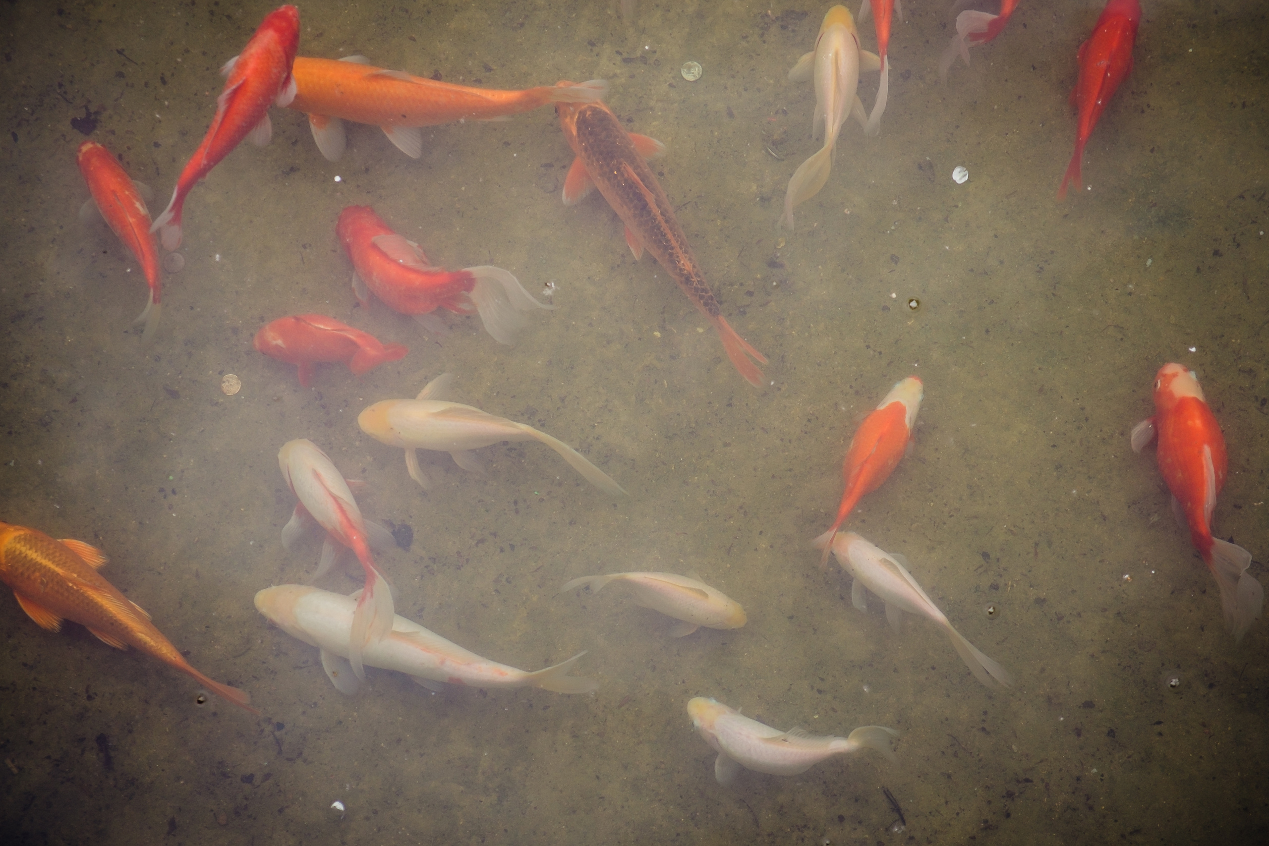 Аптекарский огород. Видеограф и фотограф на свадьбу в Москве