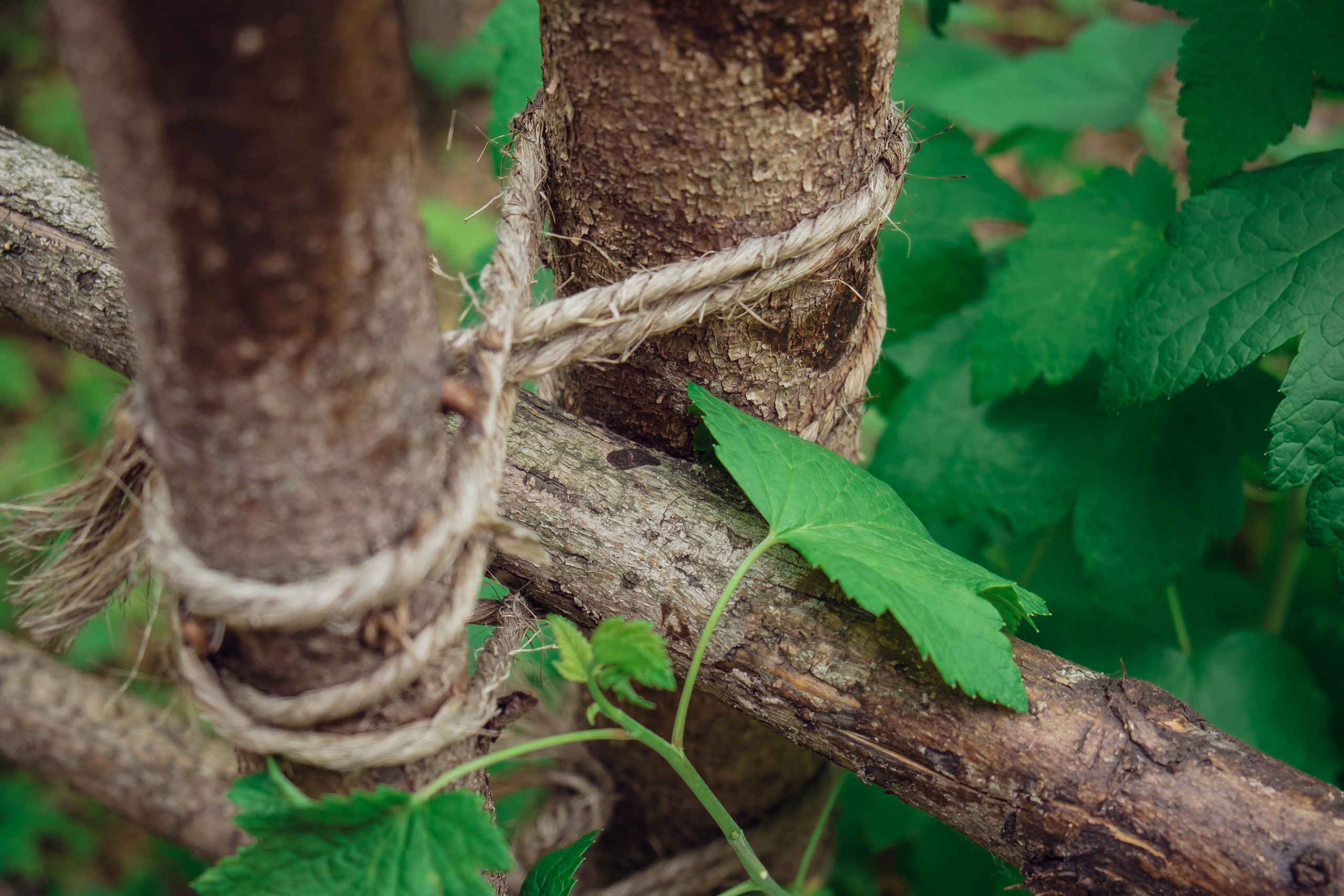 Аптекарский огород. Видеограф и фотограф на свадьбу в Москве