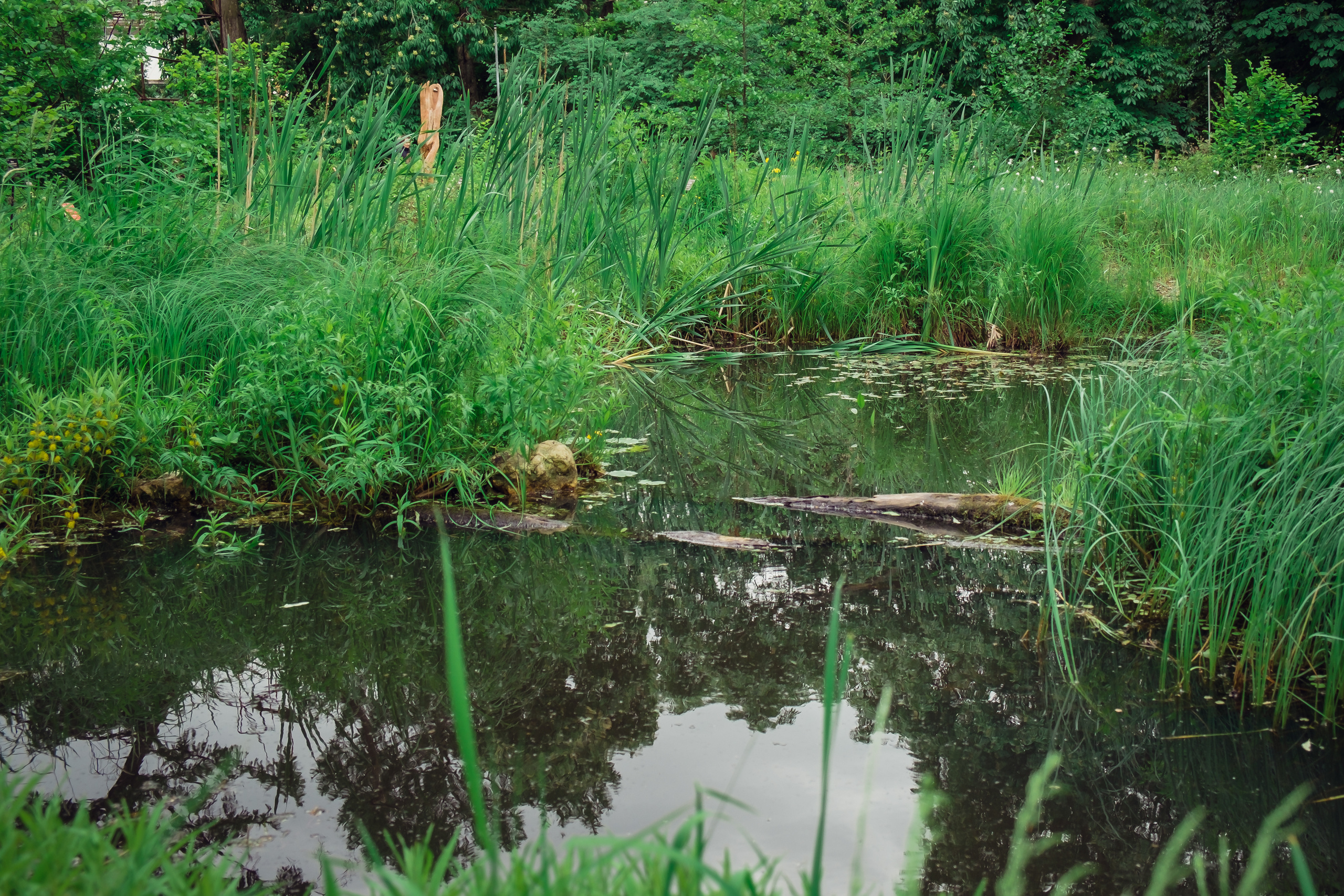 Аптекарский огород. Видеограф и фотограф на свадьбу в Москве