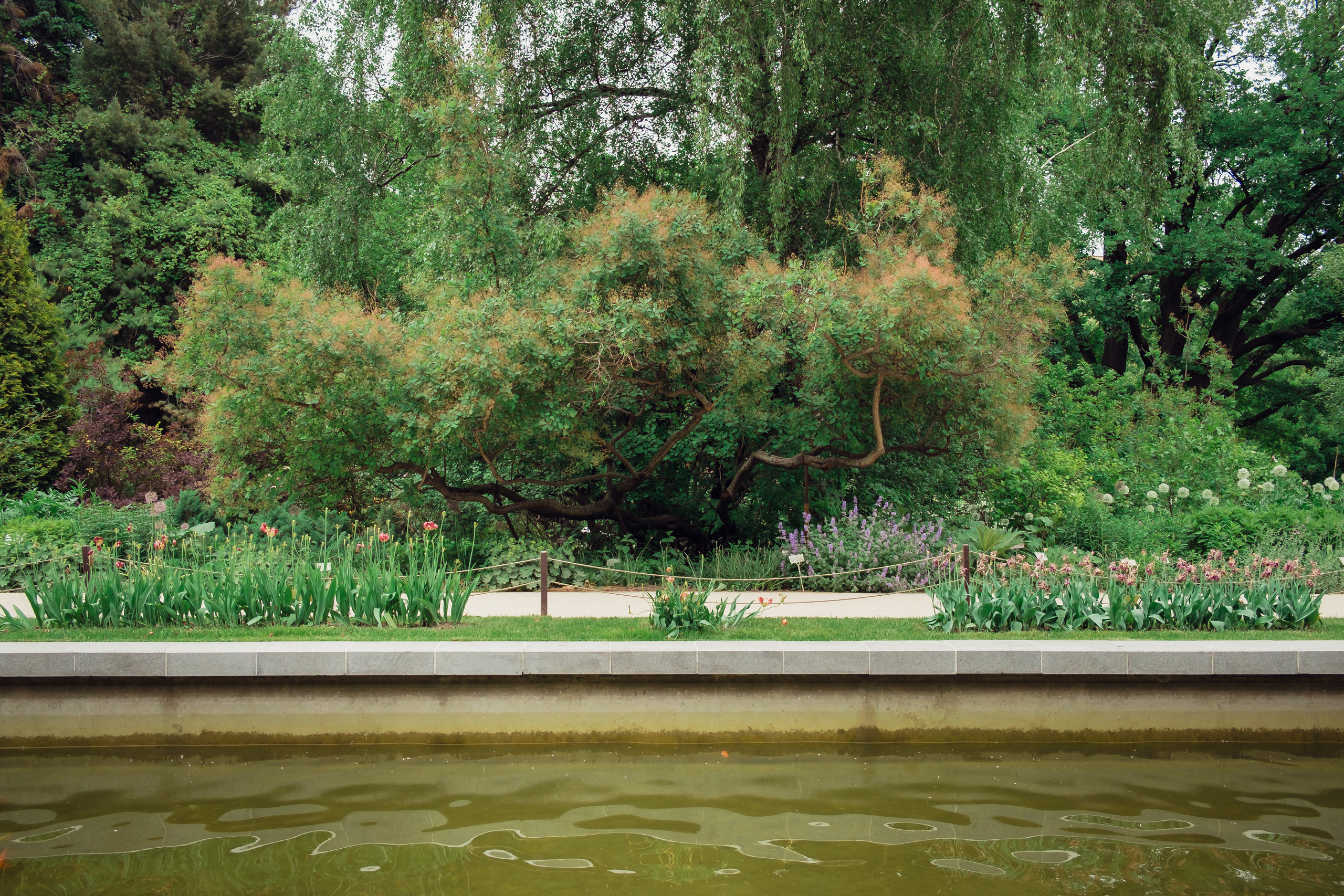 Аптекарский огород. Видеограф и фотограф на свадьбу в Москве