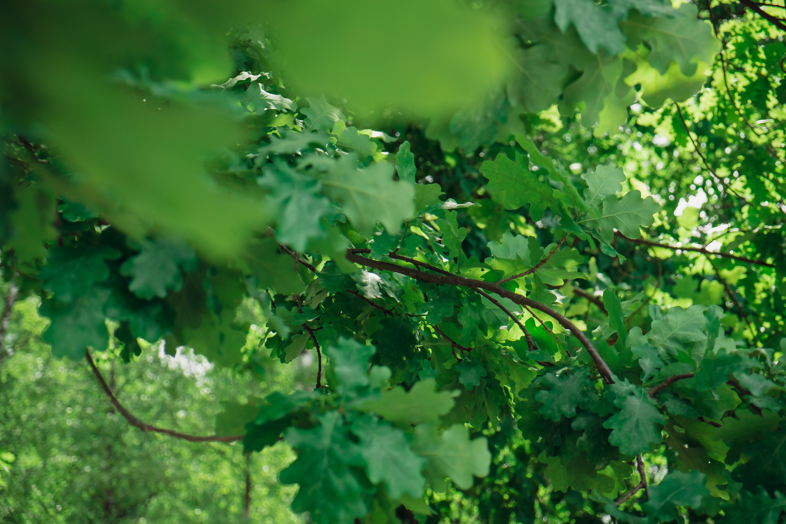 Усадьба останкино. Видеограф и фотограф на свадьбу в Москве