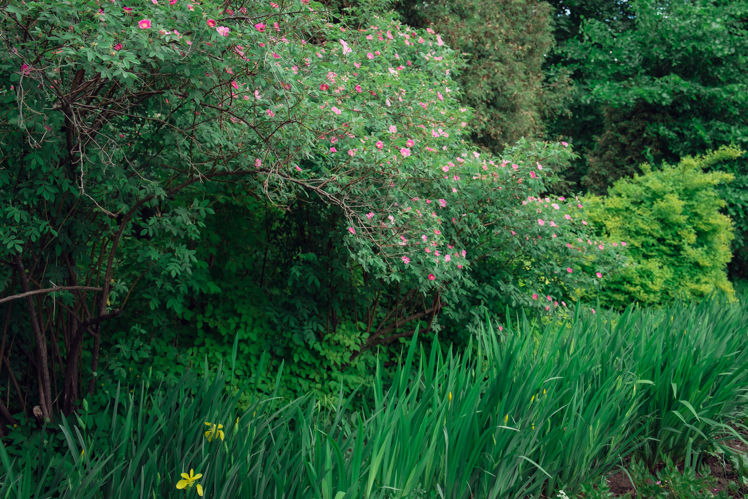 Усадьба останкино. Видеограф и фотограф на свадьбу в Москве