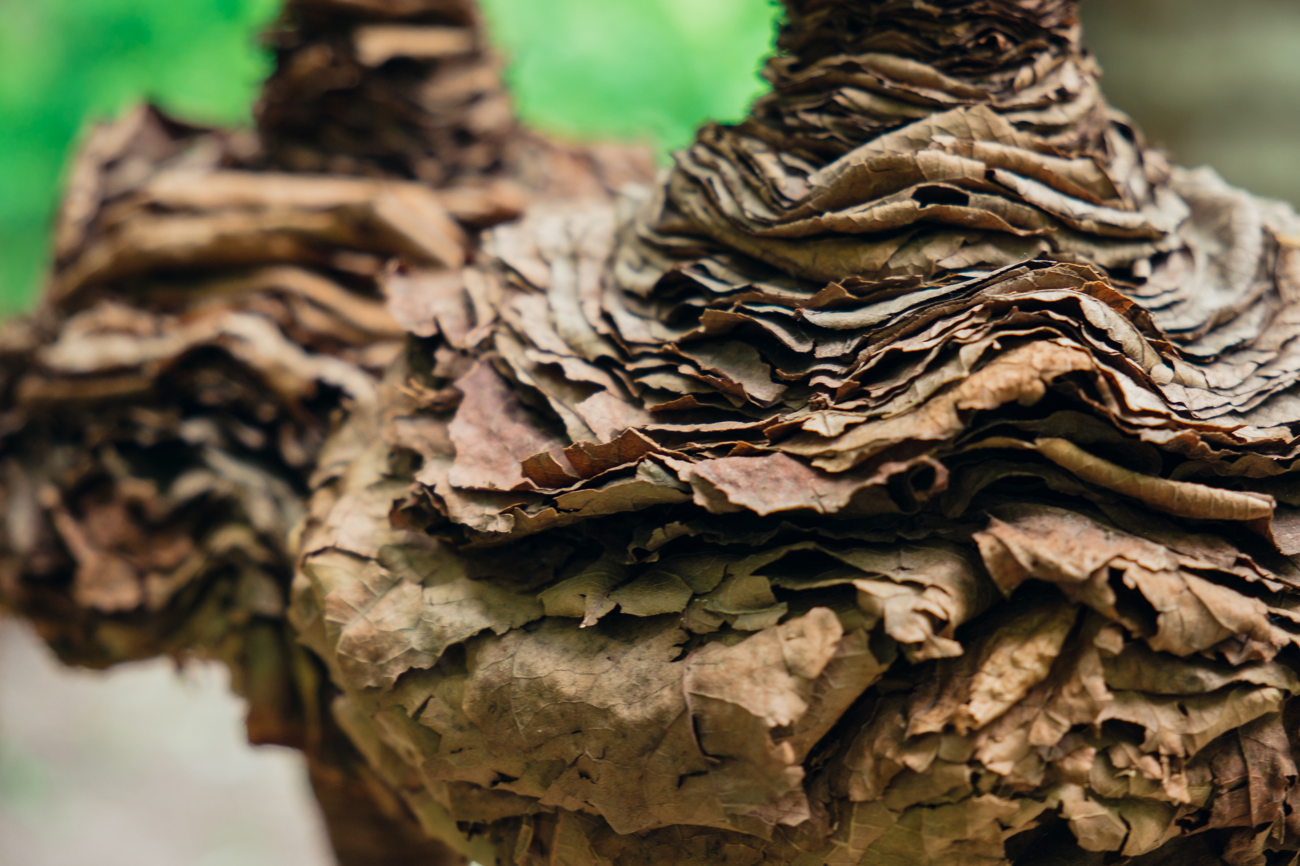 Аптекарский огород. Видеограф и фотограф на свадьбу в Москве