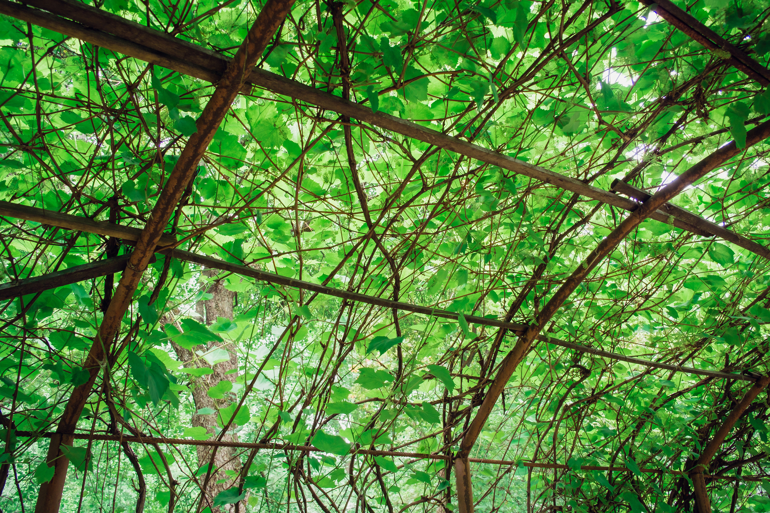 Аптекарский огород. Видеограф и фотограф на свадьбу в Москве