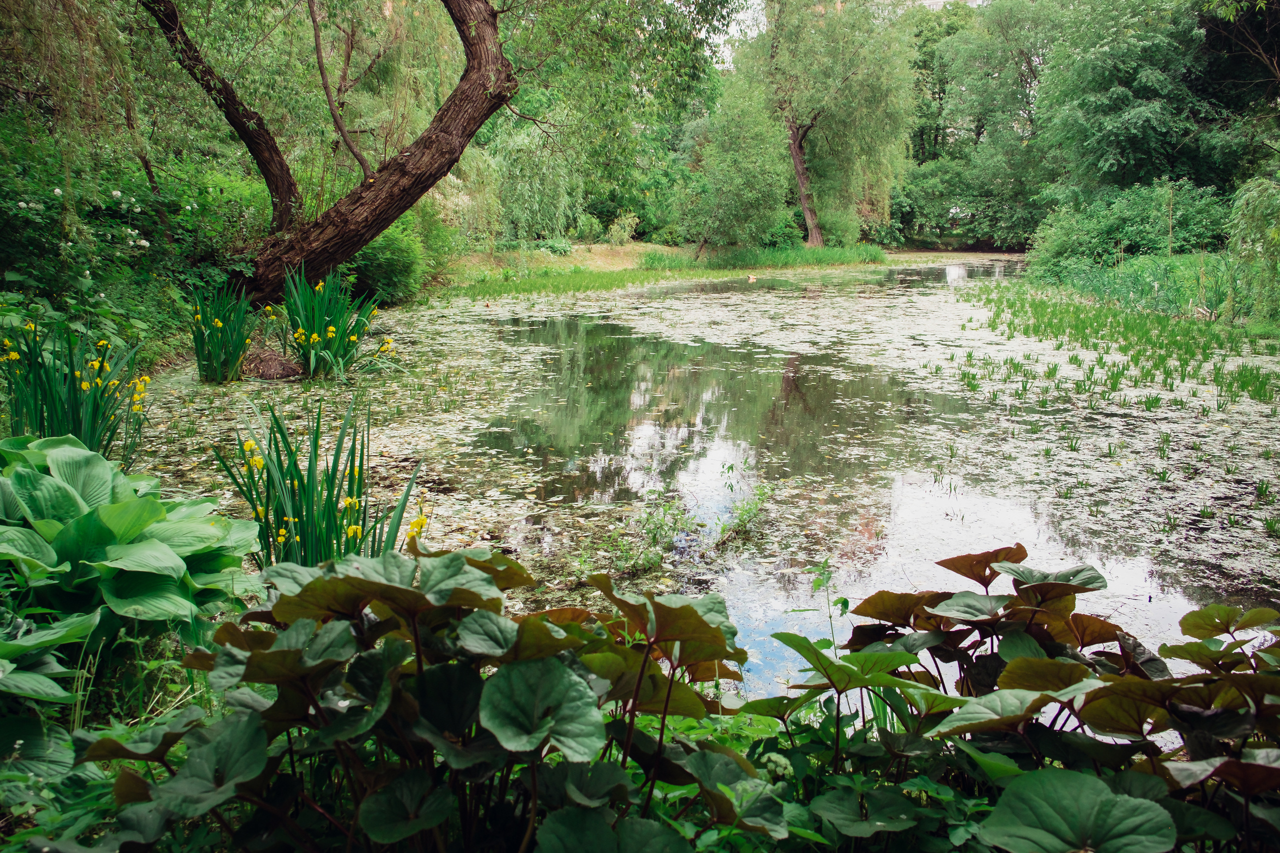 Аптекарский огород. Видеограф и фотограф на свадьбу в Москве