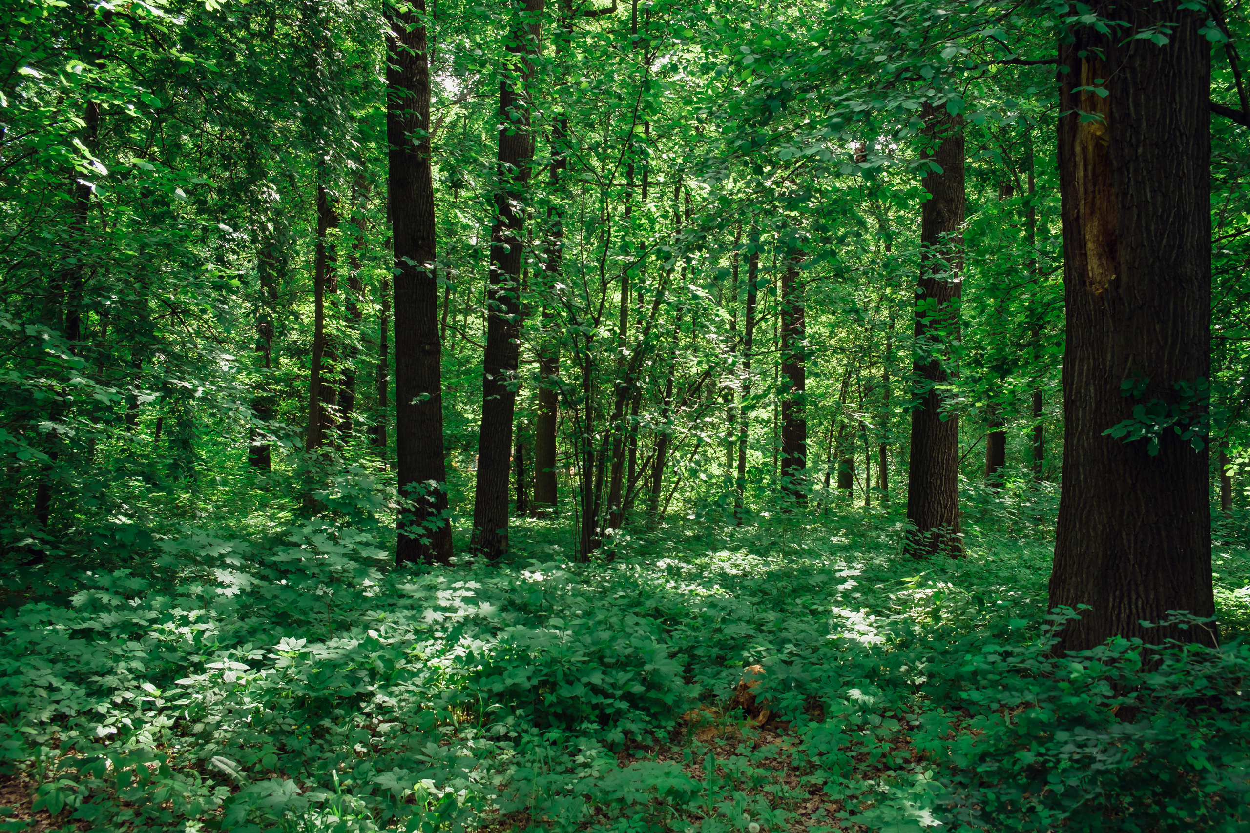 Усадьба останкино. Видеограф и фотограф на свадьбу в Москве