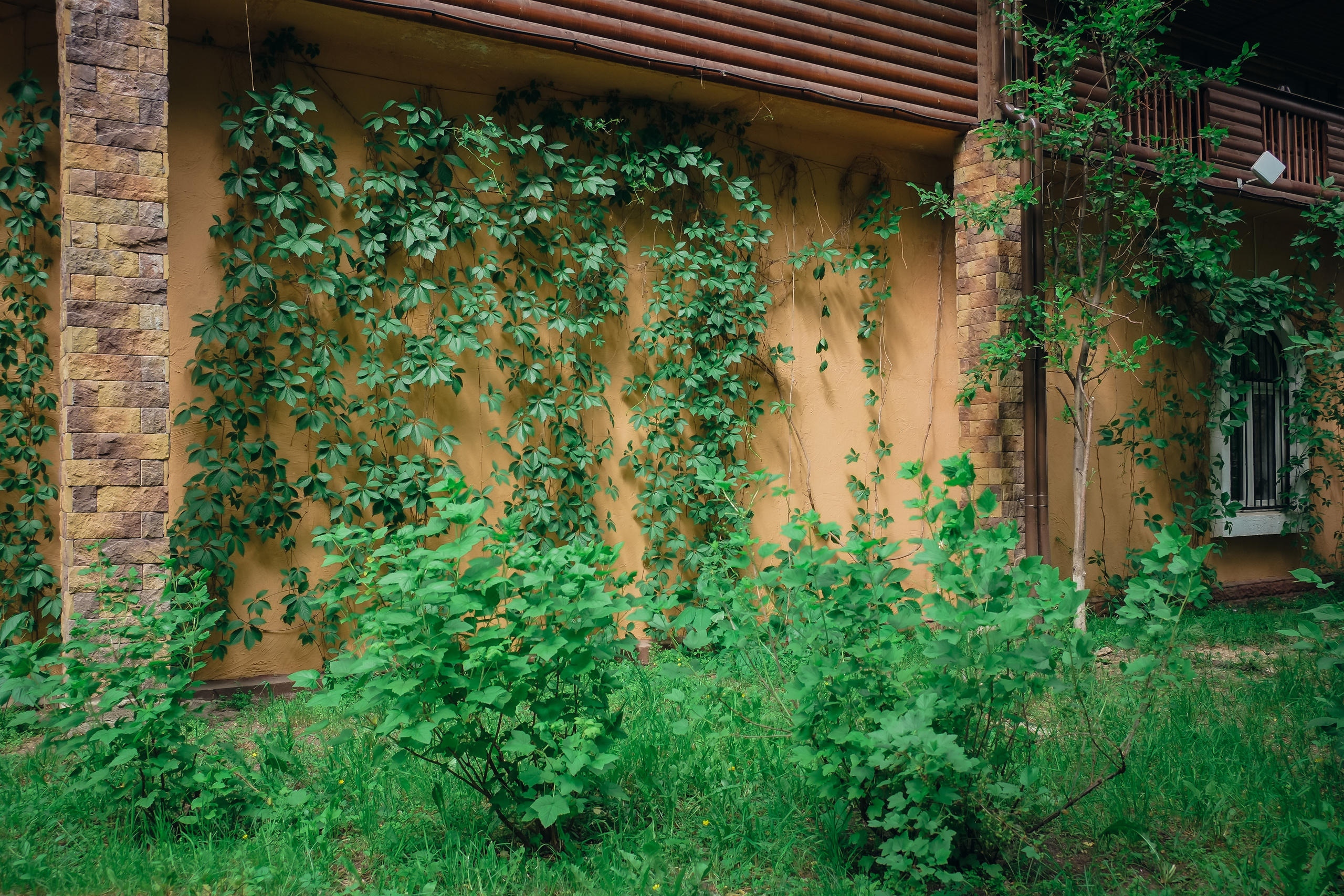 Усадьба останкино. Видеограф и фотограф на свадьбу в Москве
