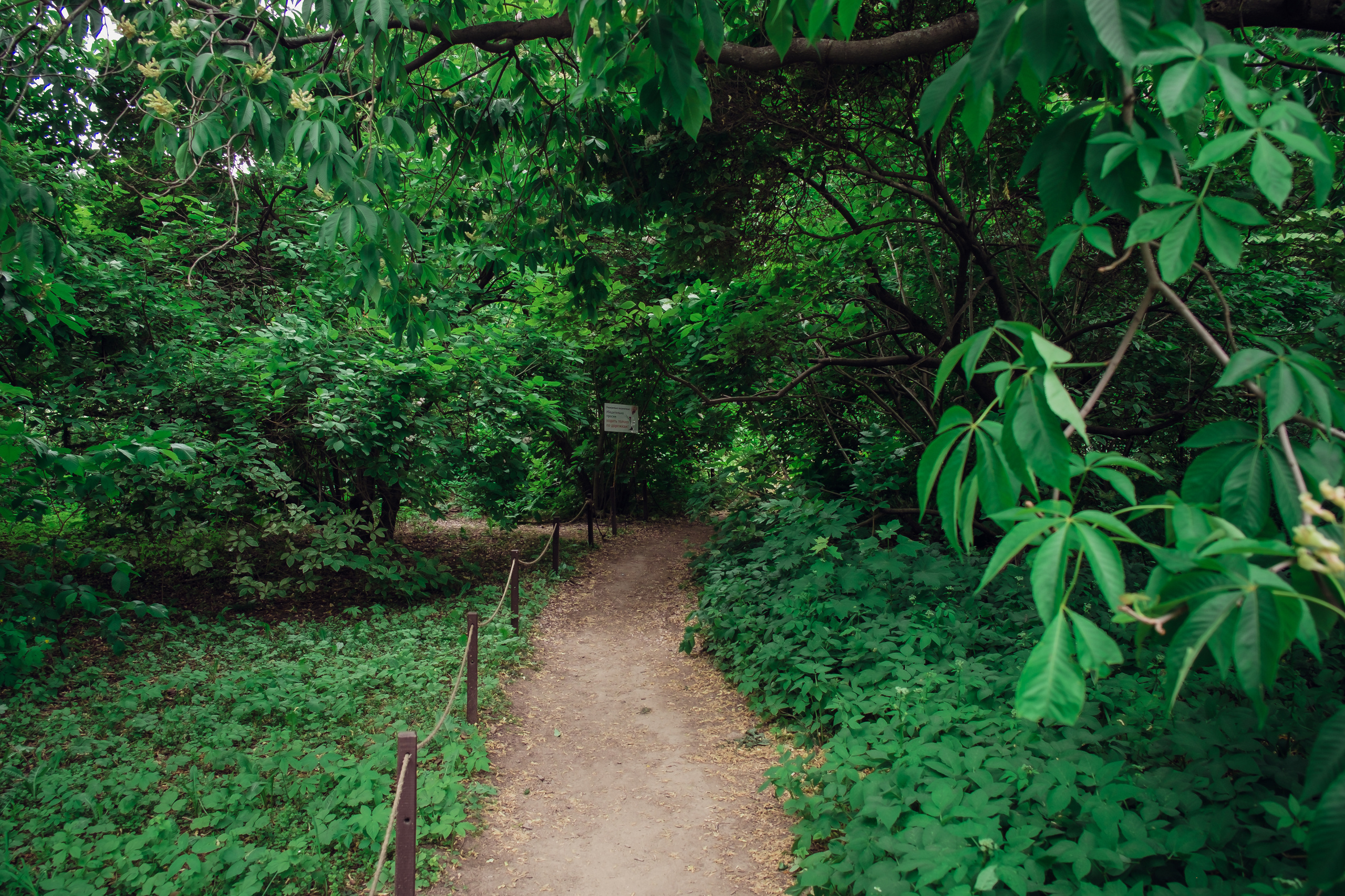 Аптекарский огород. Видеограф и фотограф на свадьбу в Москве