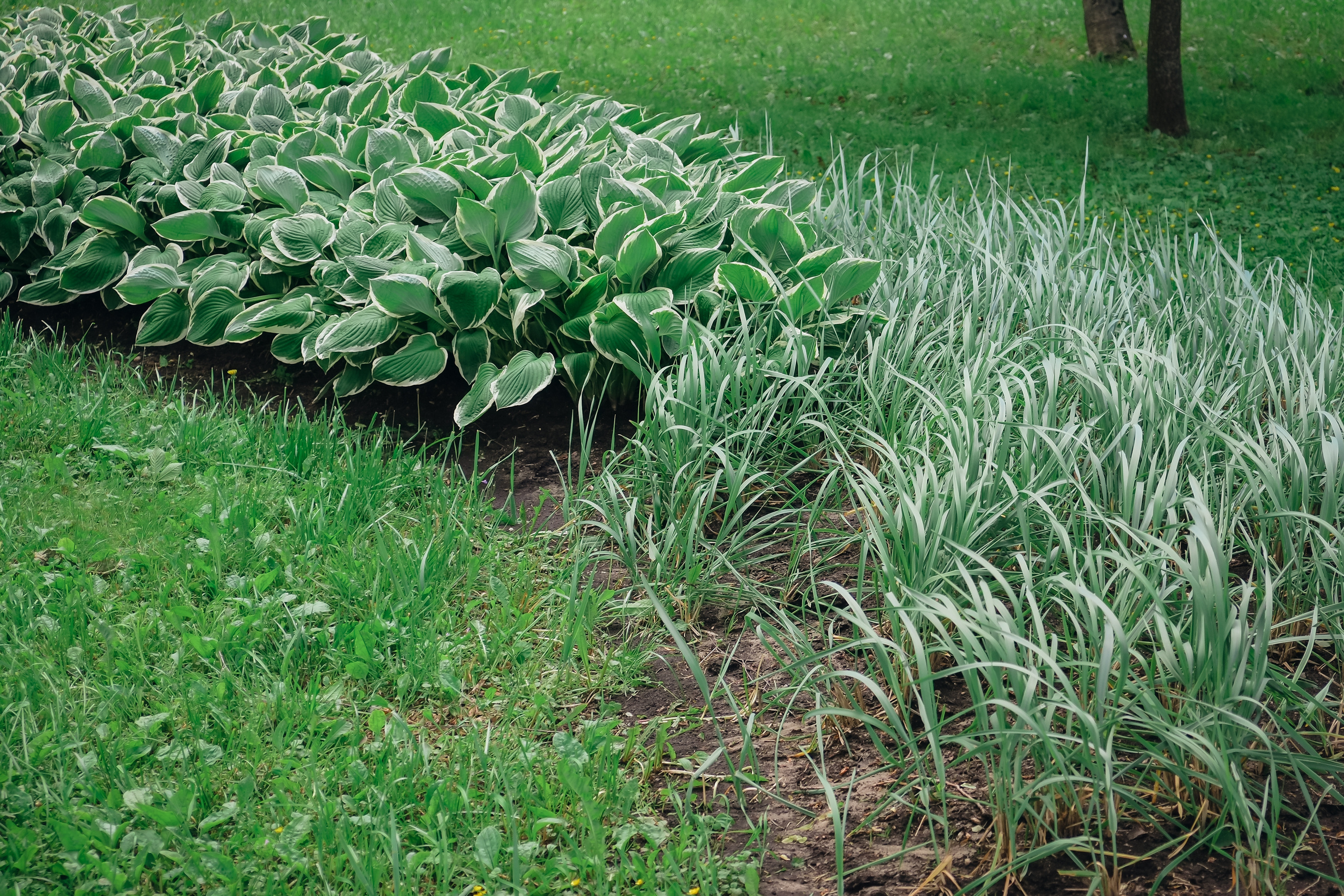 Усадьба останкино. Видеограф и фотограф на свадьбу в Москве