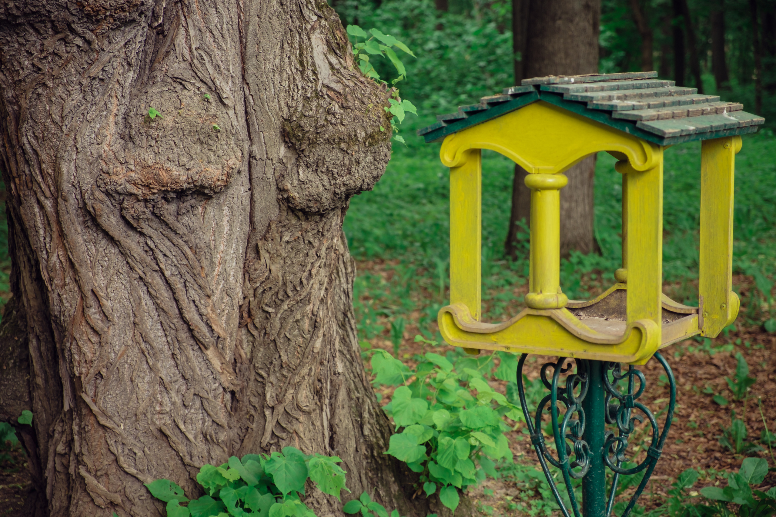 Усадьба останкино. Видеограф и фотограф на свадьбу в Москве