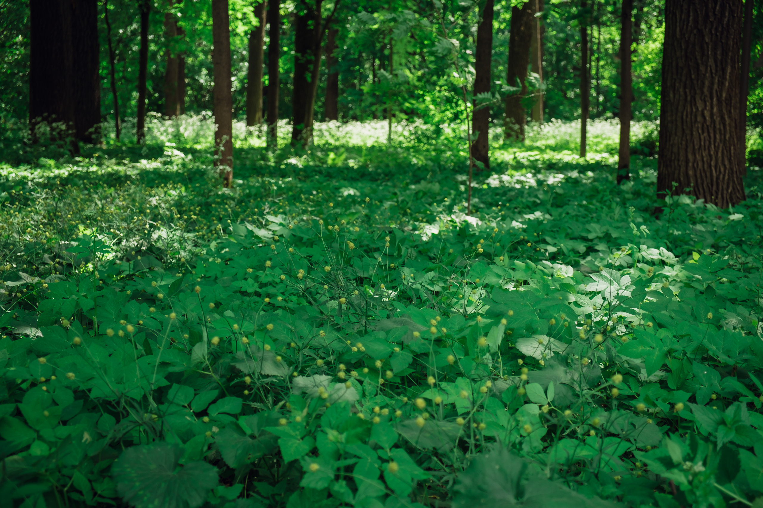 Усадьба останкино. Видеограф и фотограф на свадьбу в Москве