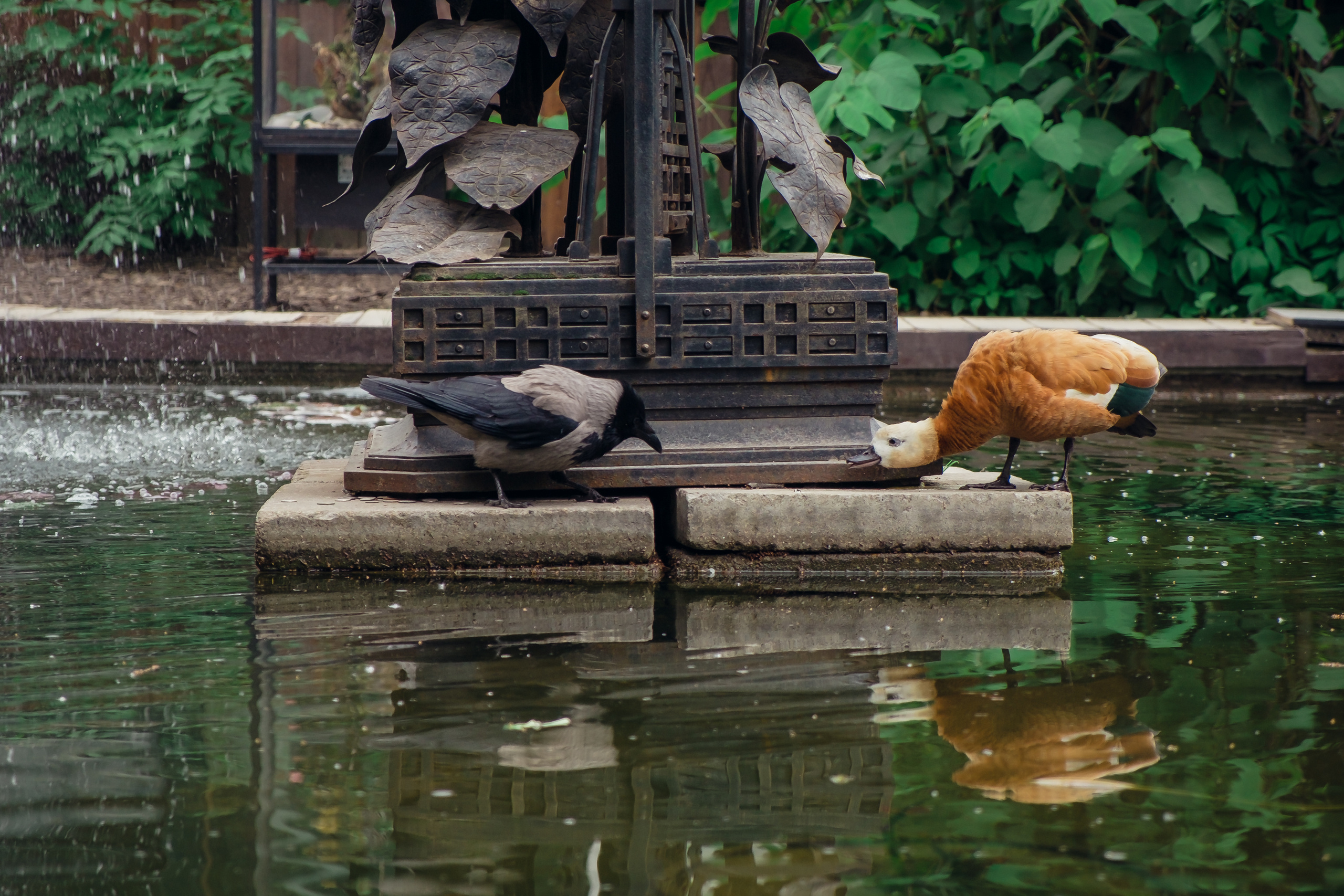 Аптекарский огород. Видеограф и фотограф на свадьбу в Москве