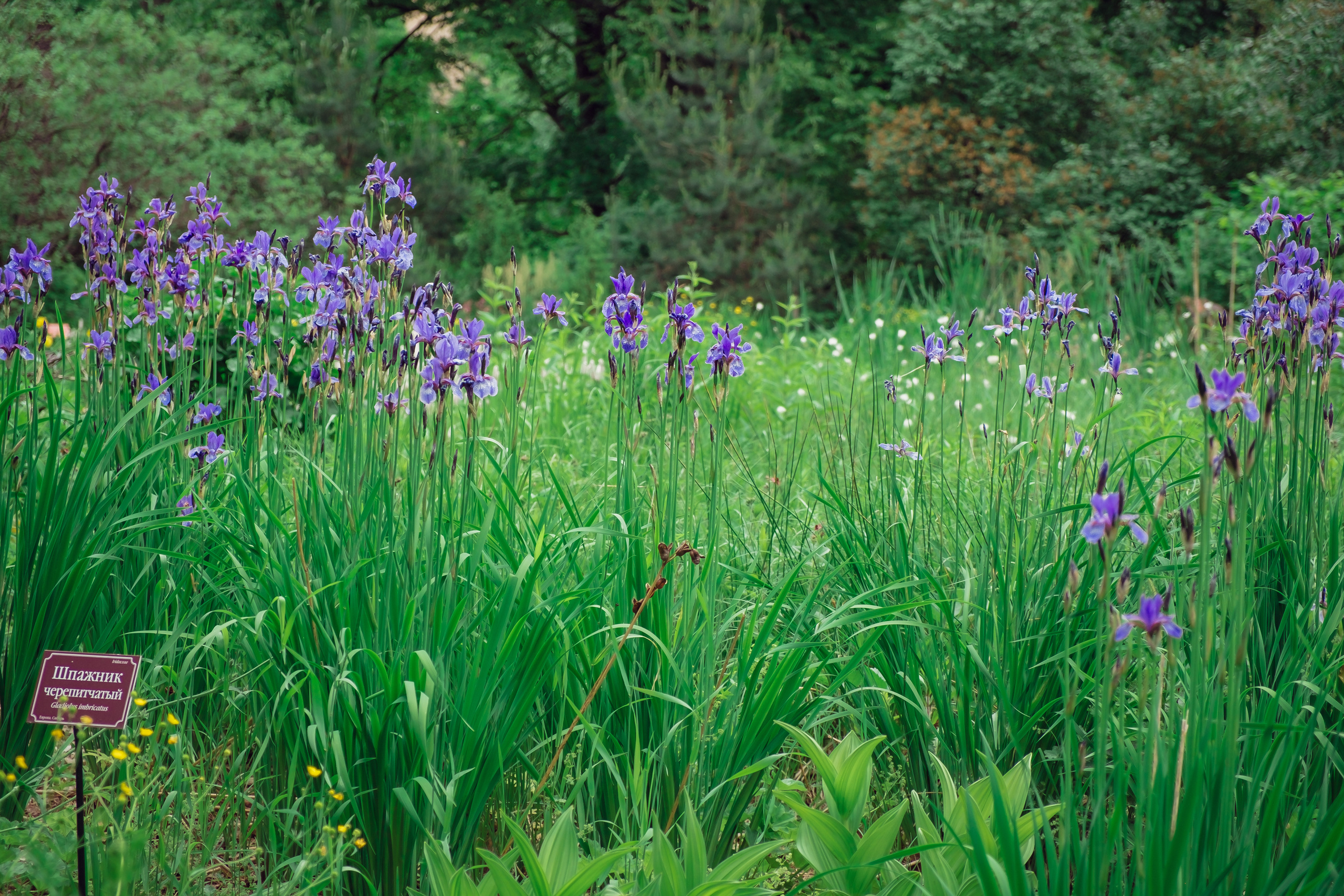 Аптекарский огород. Видеограф и фотограф на свадьбу в Москве