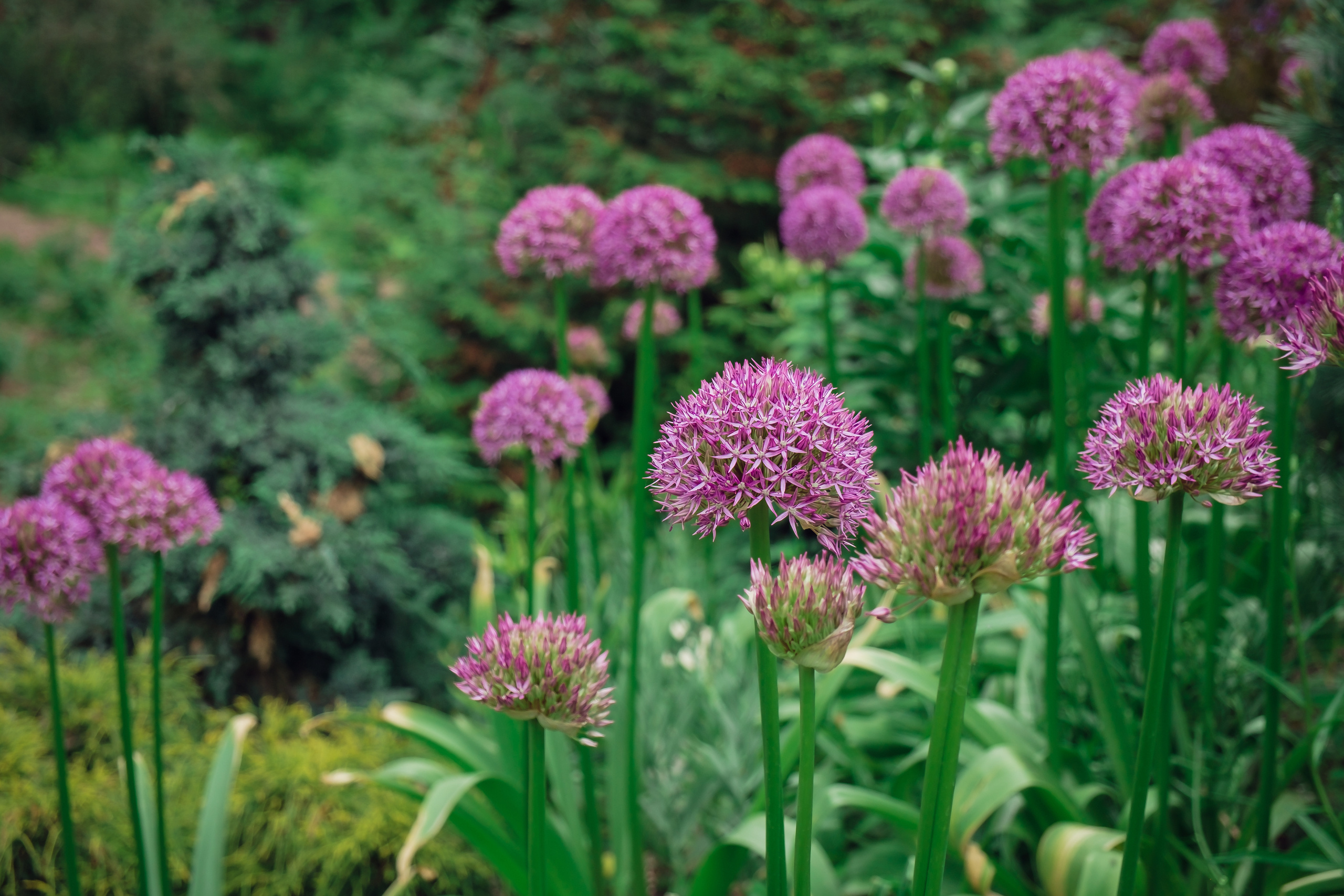Аптекарский огород. Видеограф и фотограф на свадьбу в Москве